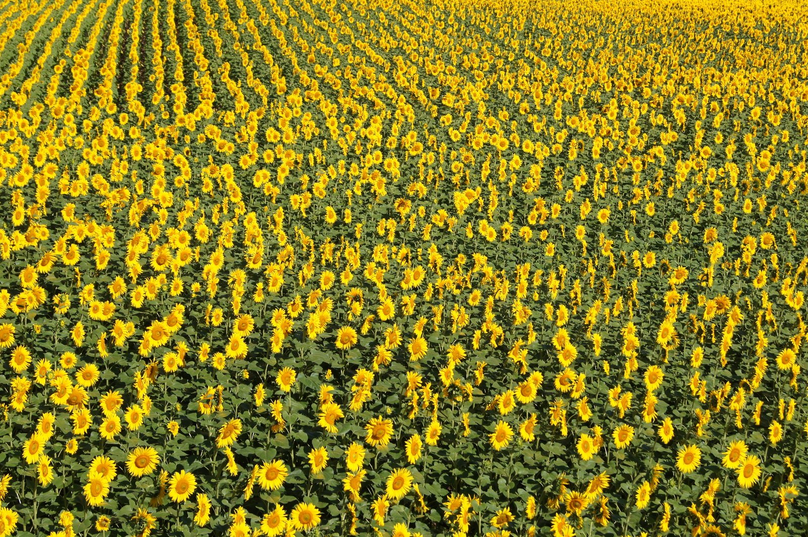 an aerial po of sunflowers in a field