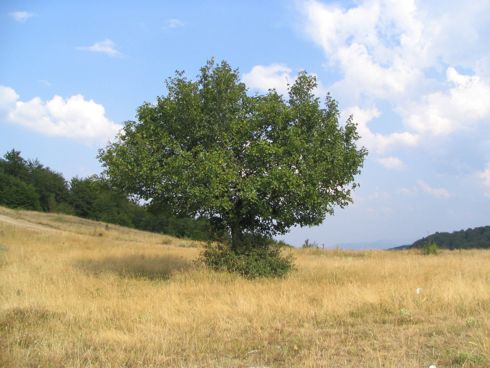 a tree sitting in the middle of a field