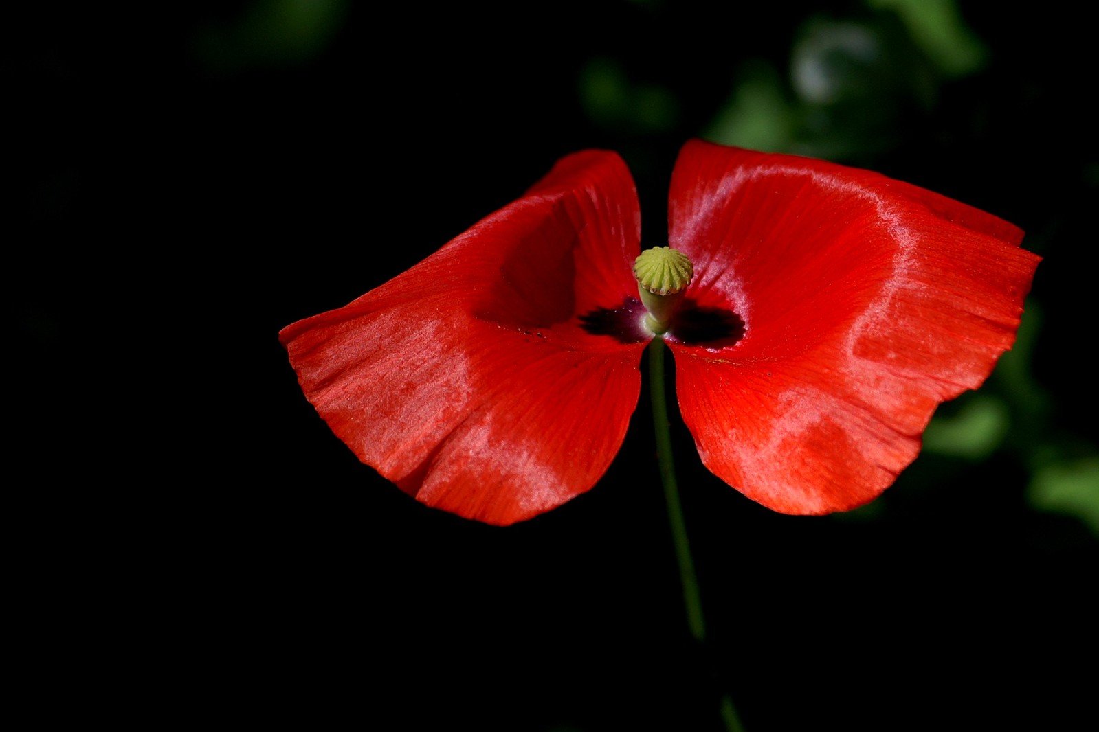 a very bright red flower in the middle of the dark room