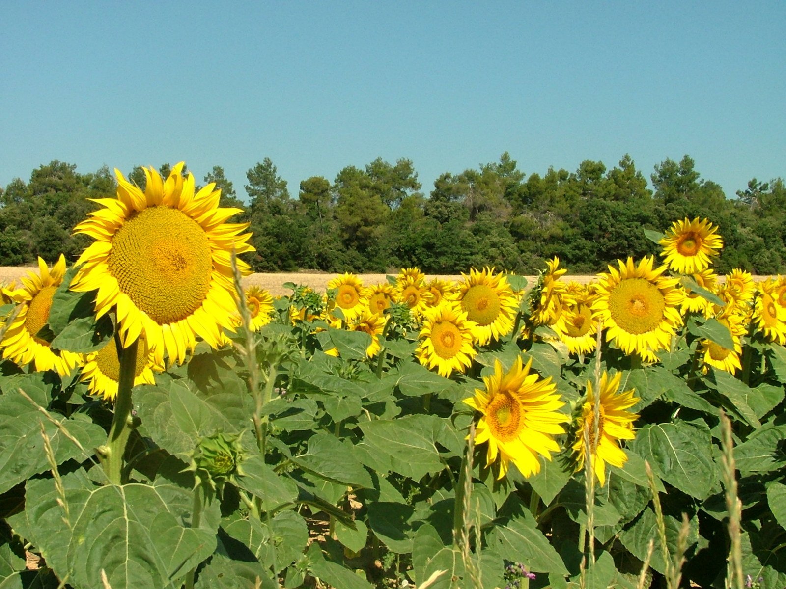 sunflowers are blooming in a field with blue skies