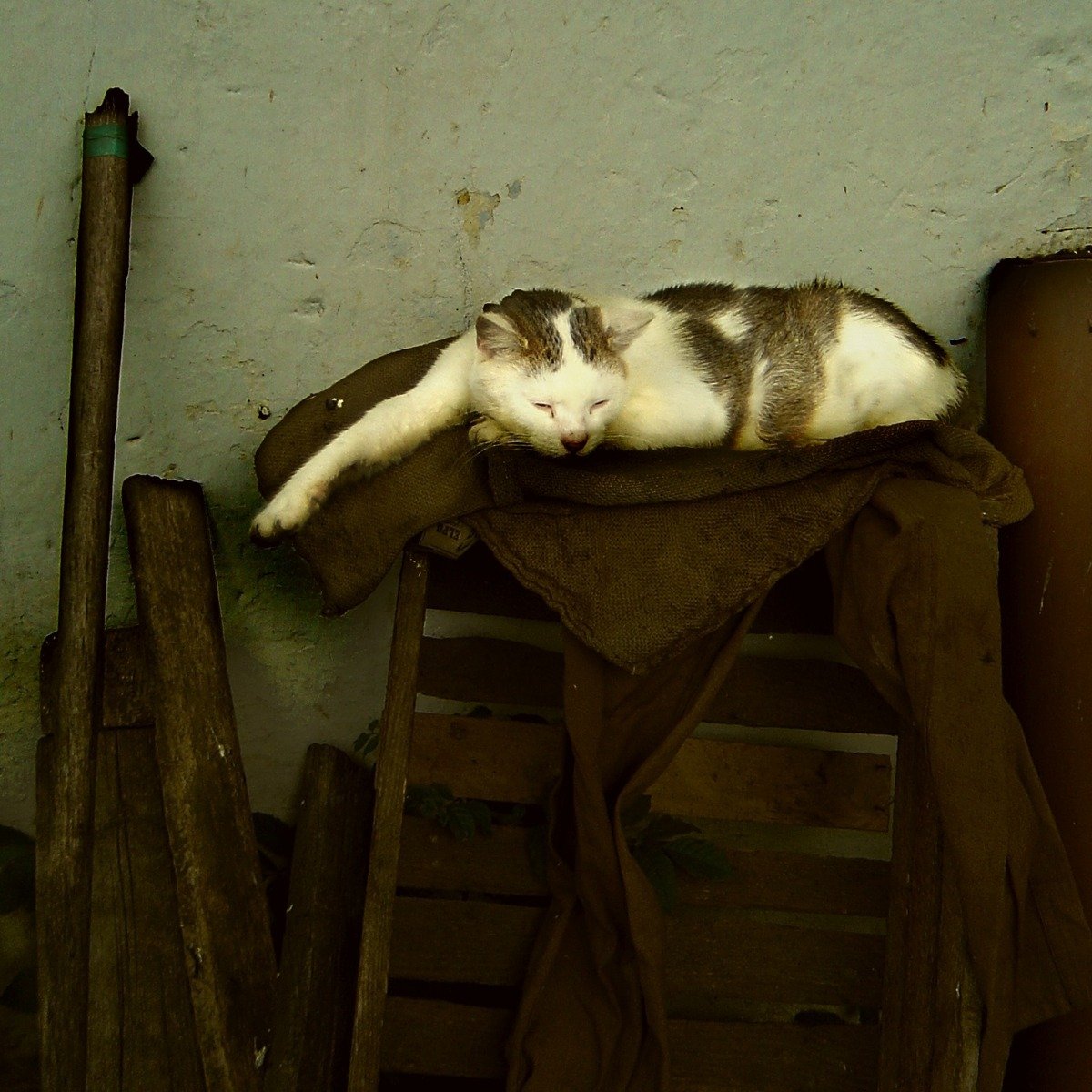 a cat sleeps in the corner of a room with wood