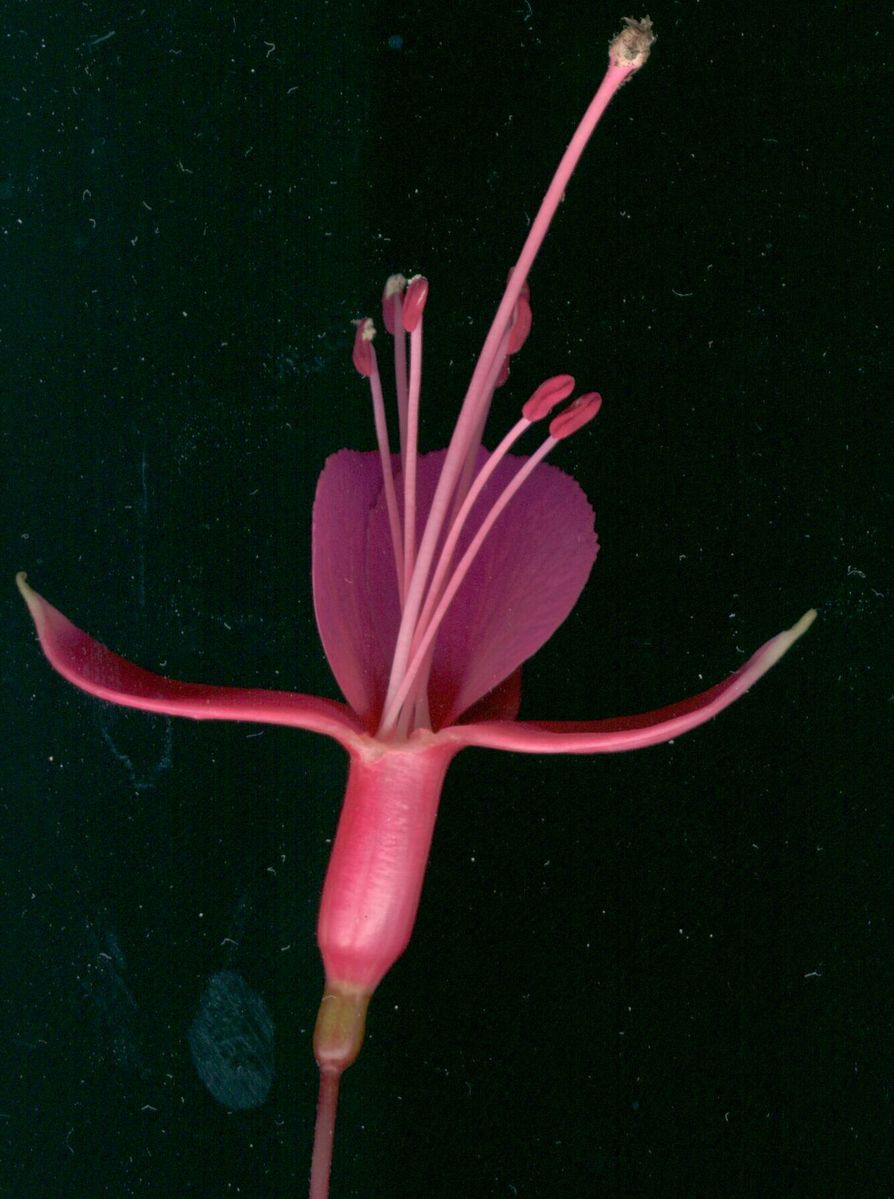 flower with tiny stamen and stem, in dark, with large shadow