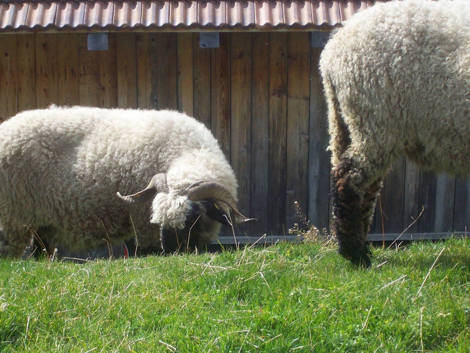 some sheep grazing on grass in front of a wooden structure