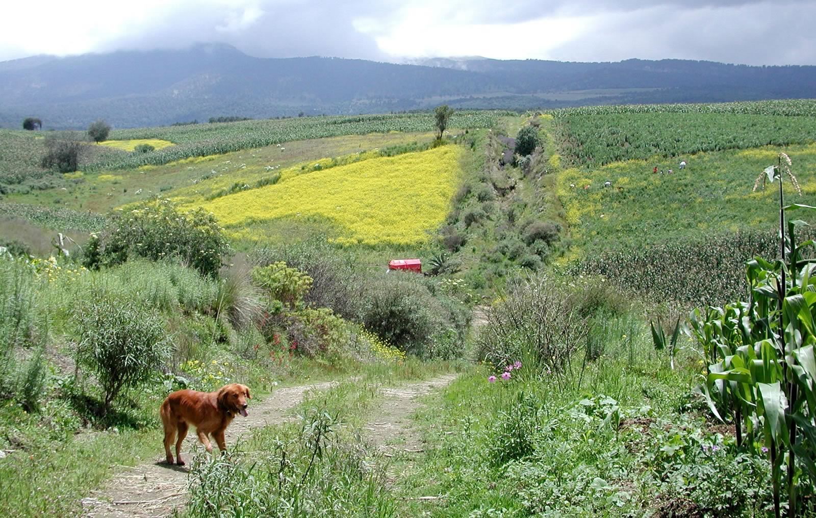 a cow is standing at the base of a small road