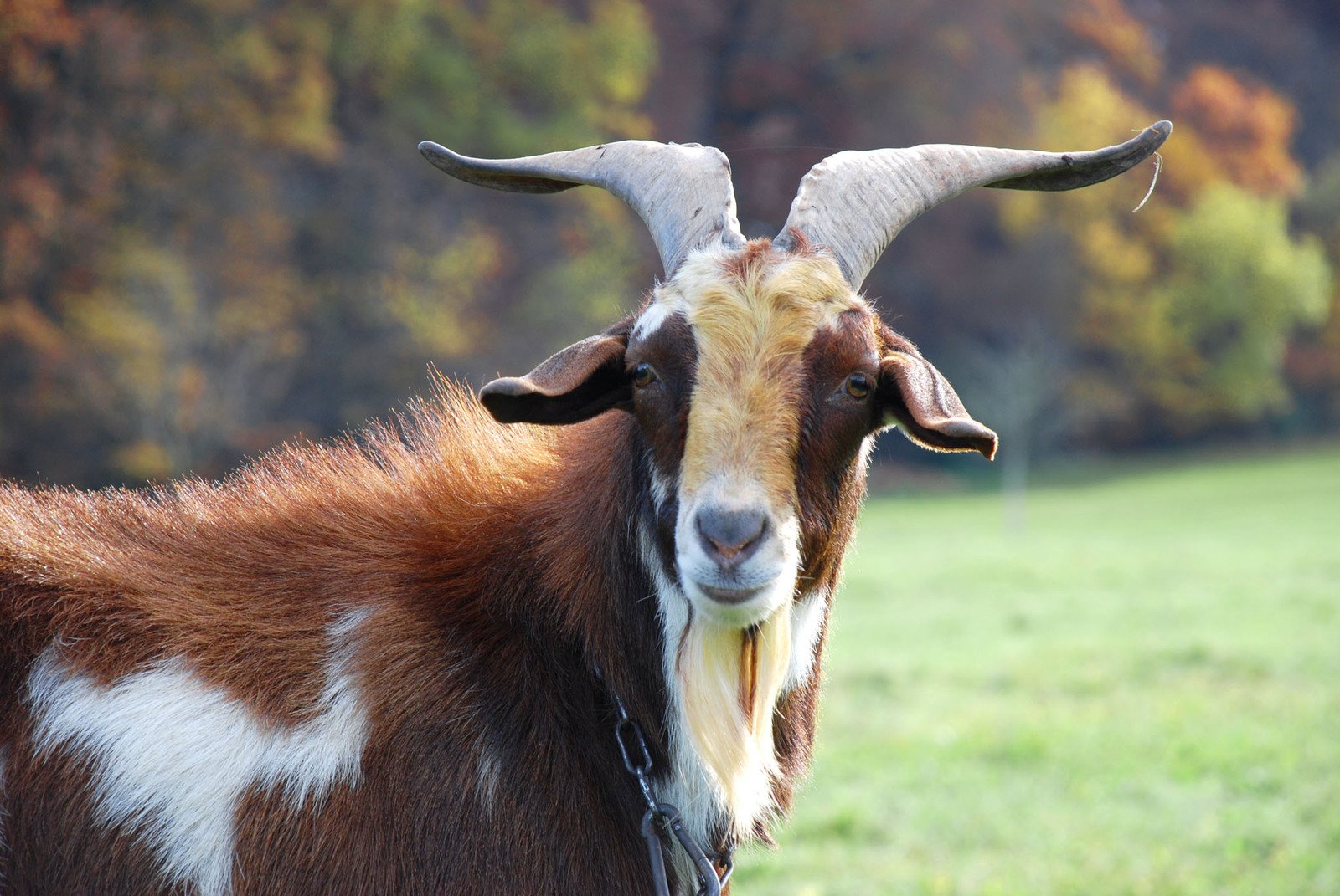 a long horned goat with white horns in a grassy field