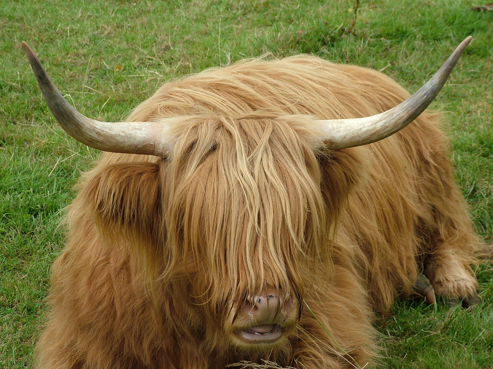 a cow with long hair and very large horns