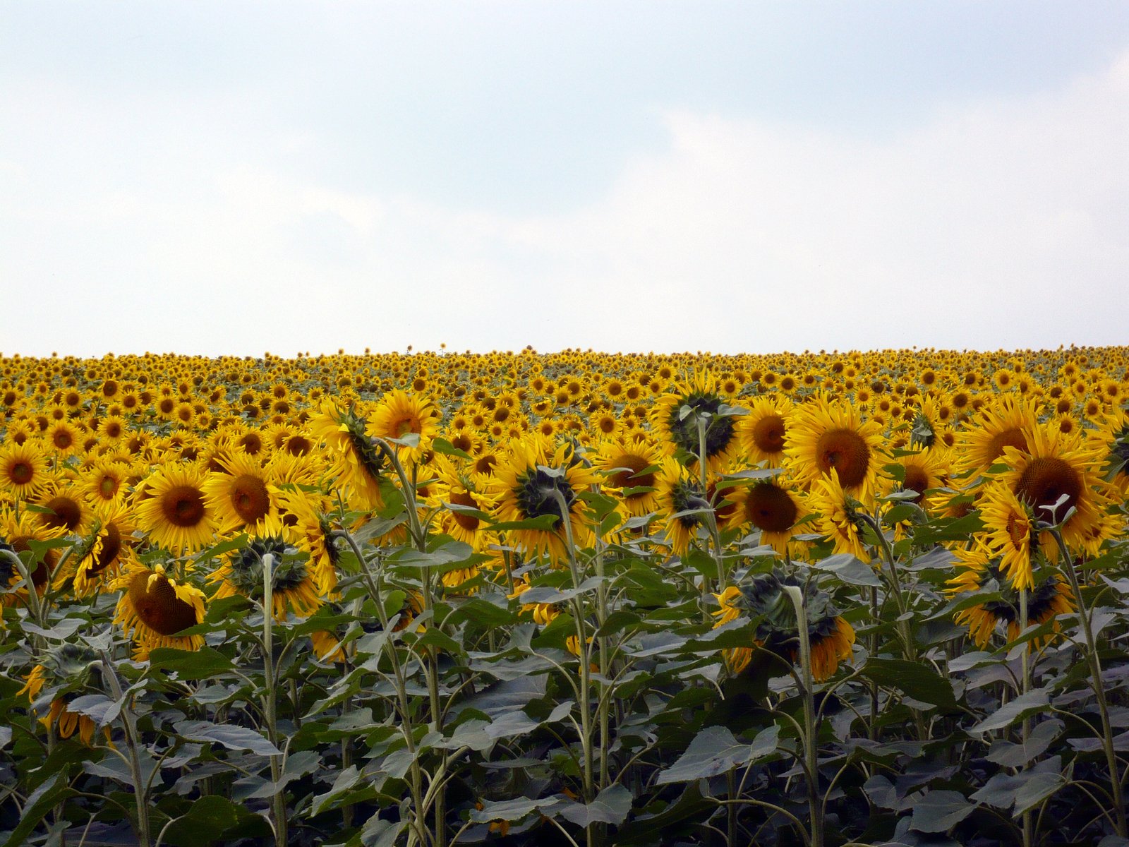 a large field with lots of sunflowers blooming on it