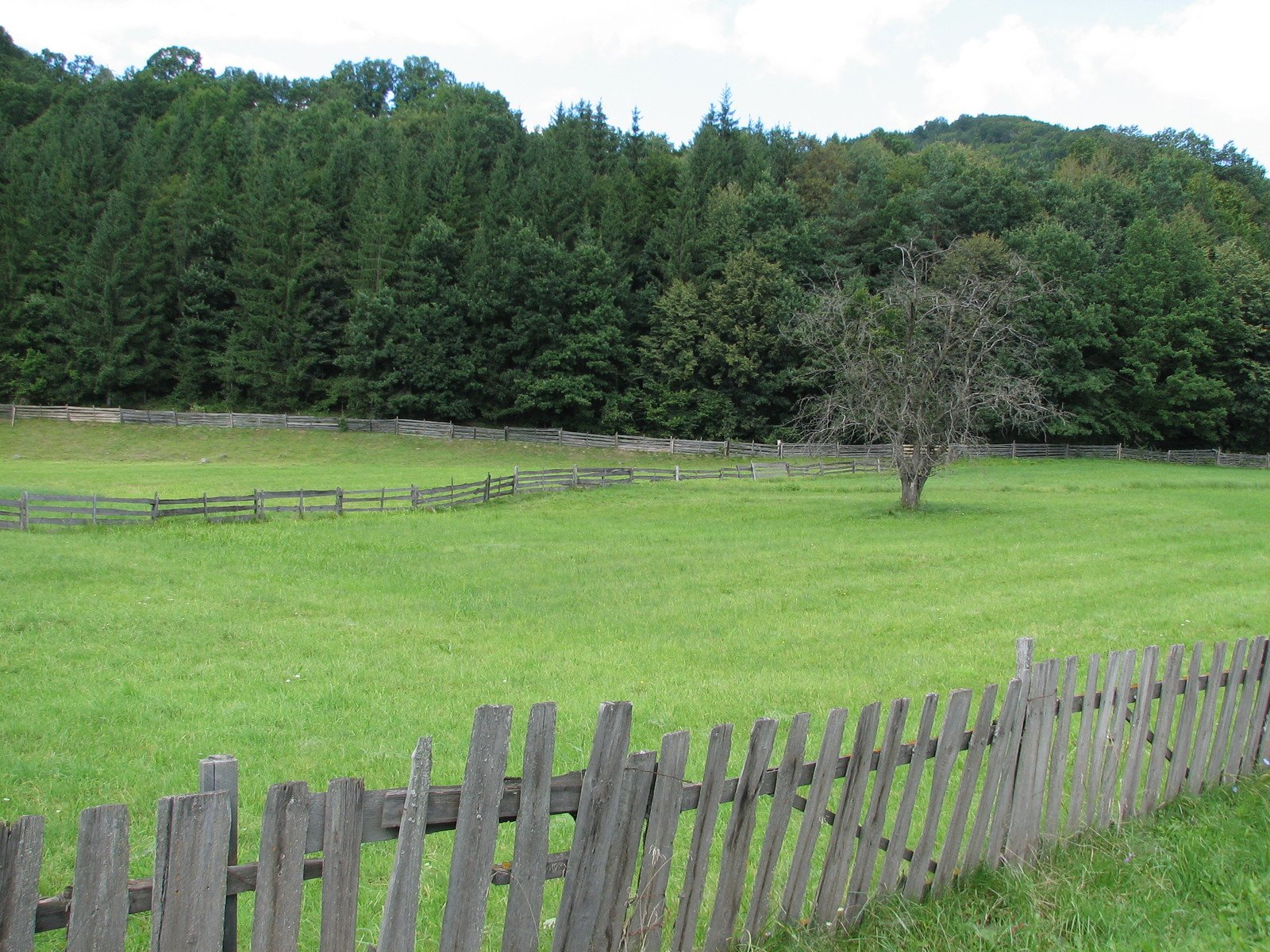 this is a grassy field with a wooden fence and a tree in the distance