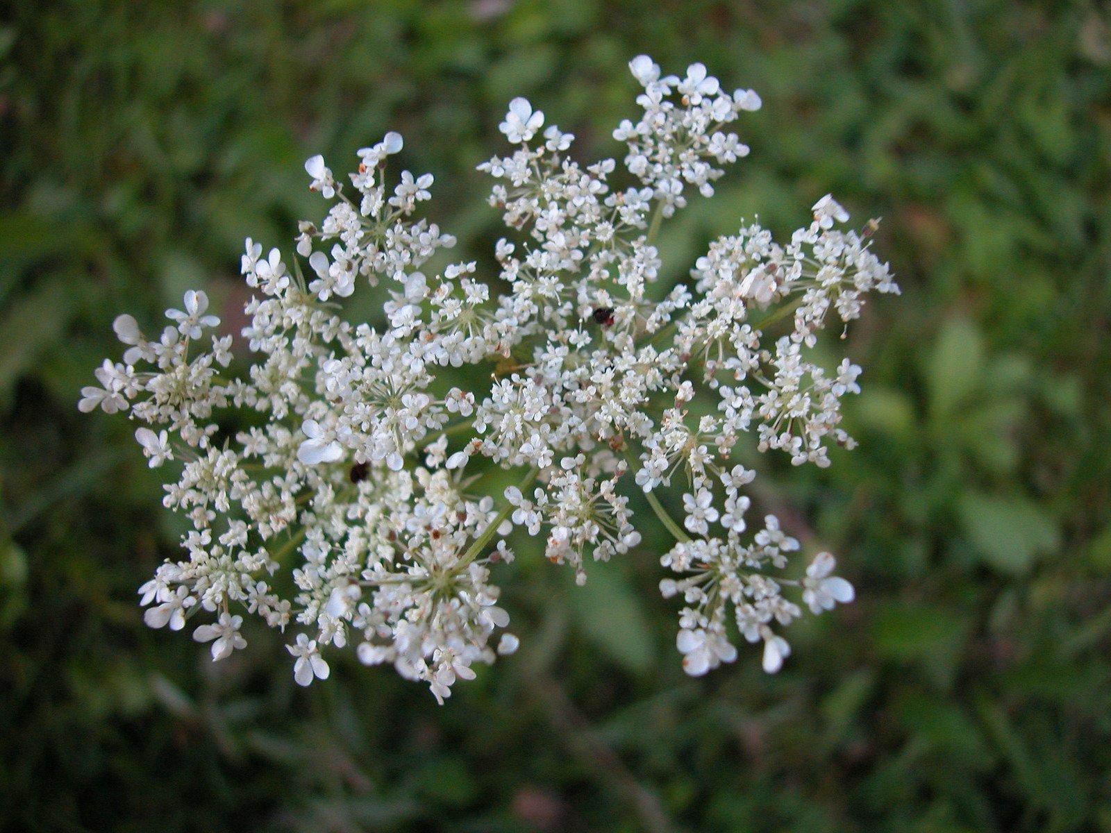 small white flowers in a field of grass