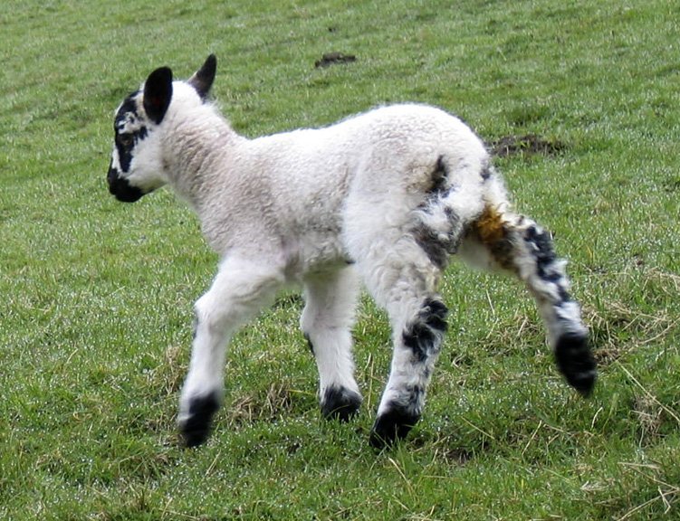 a baby lamb standing on the side of a field
