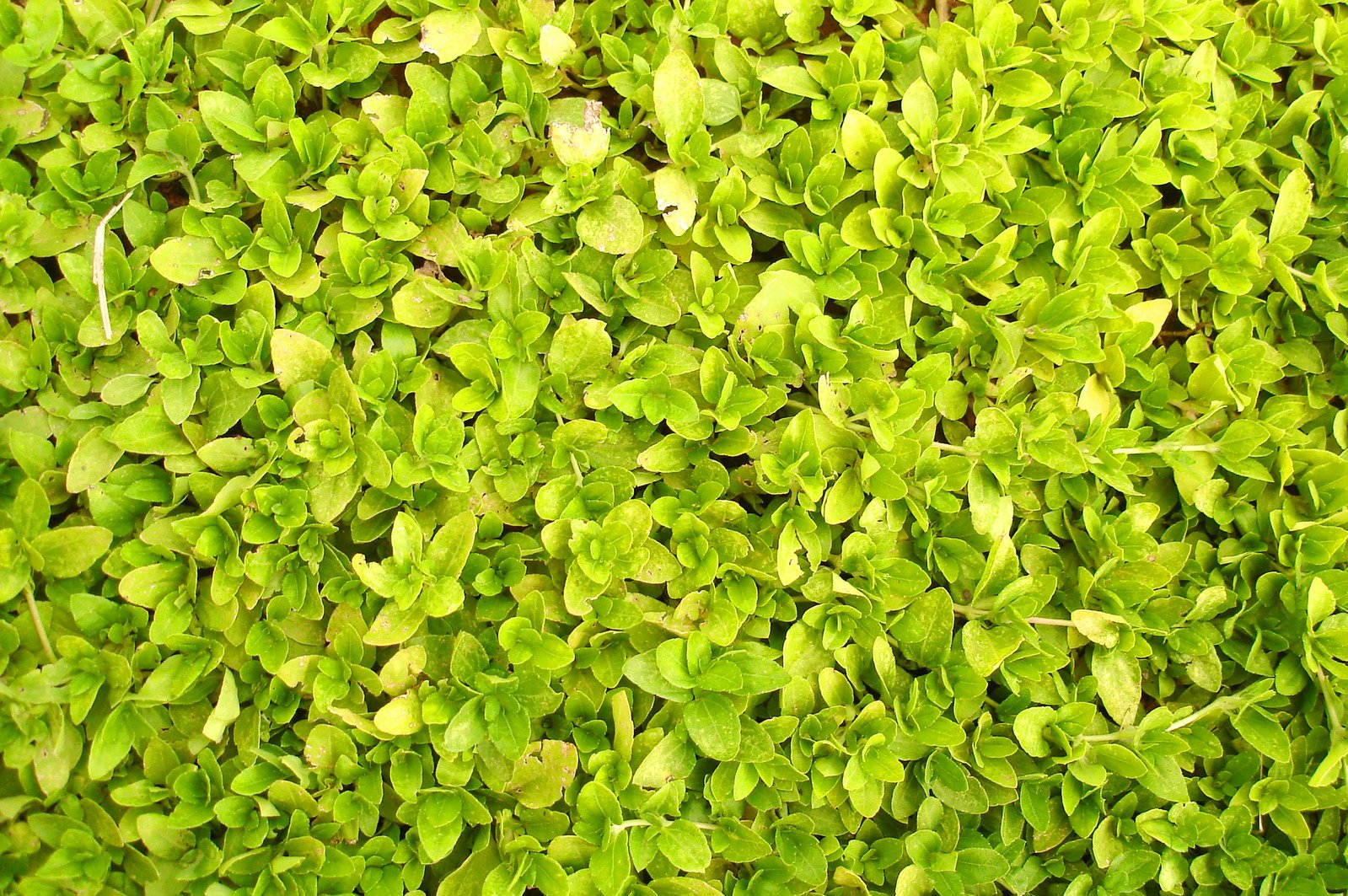 a large wall with very small green plants