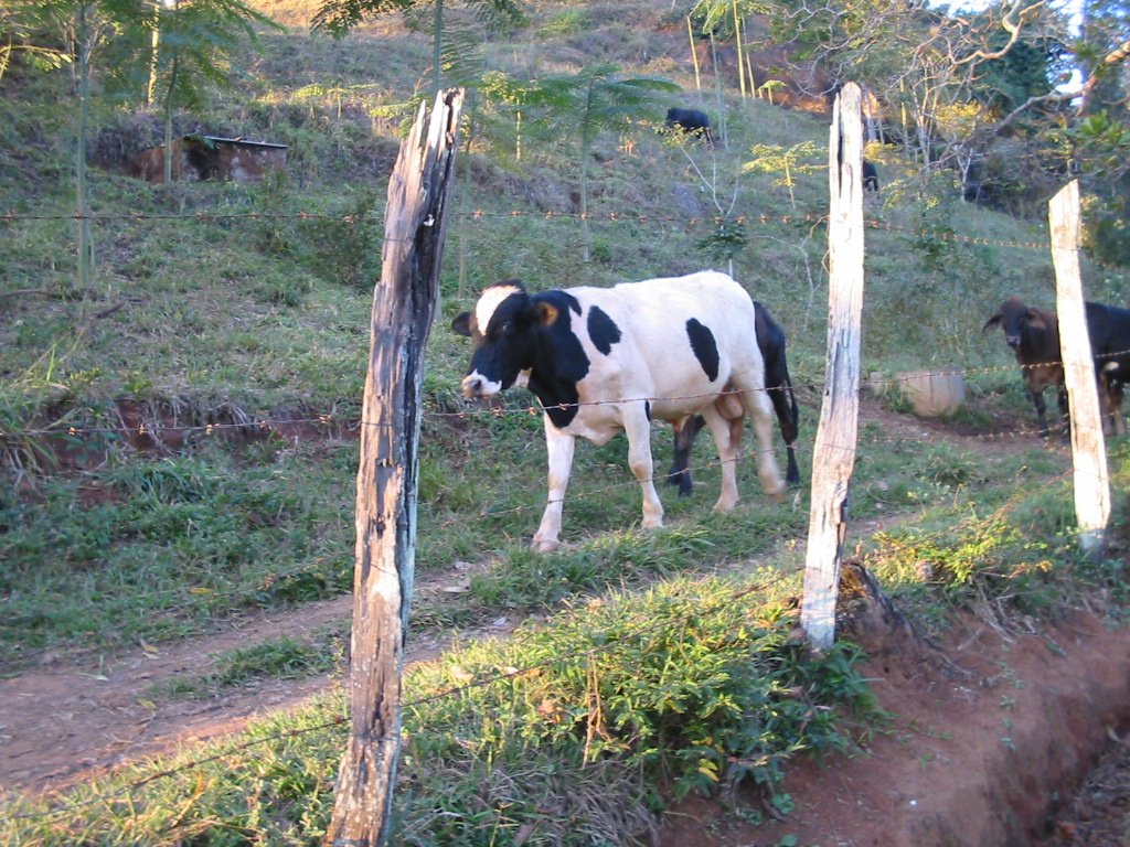 a cow is in a fenced off area