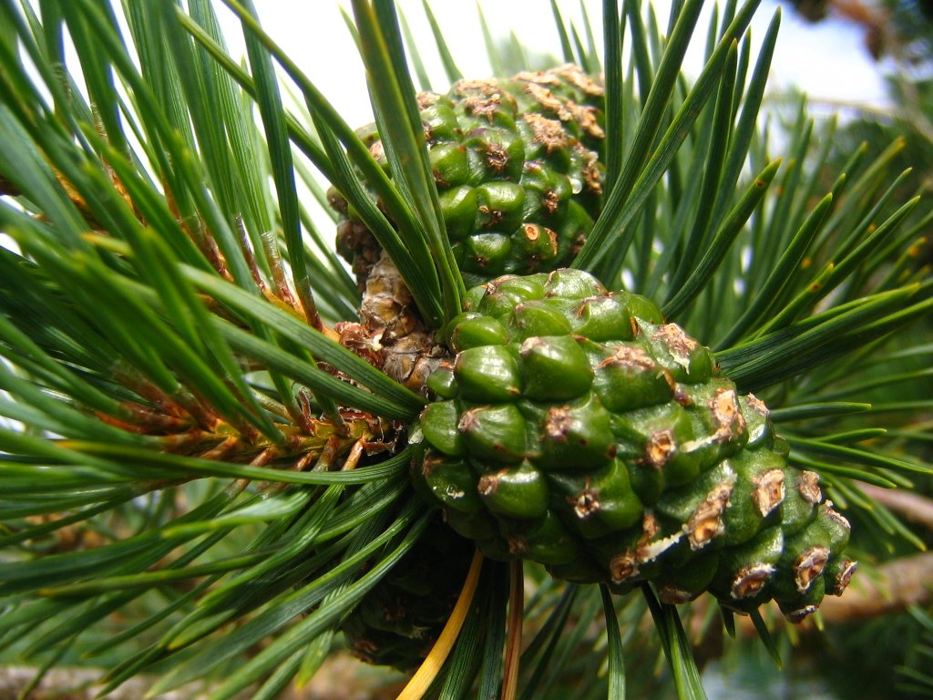 closeup of the nches of a pine tree with buds