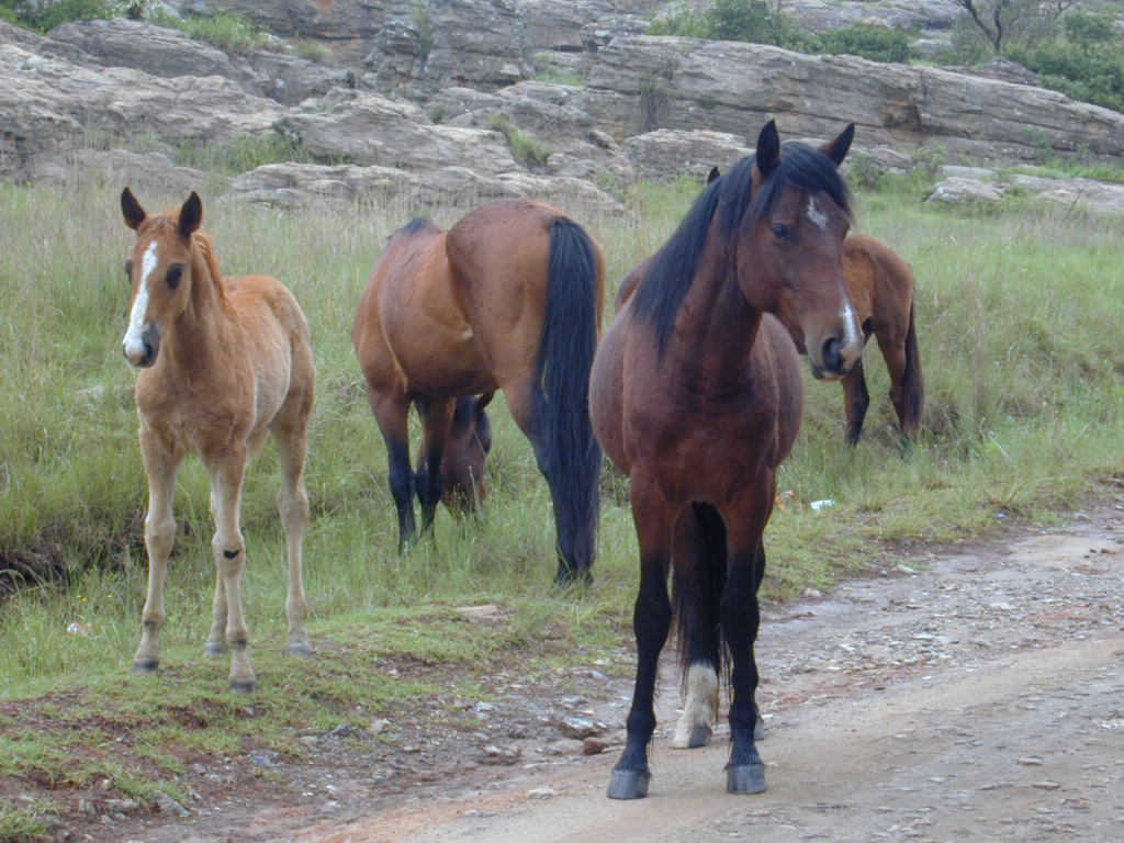 two adult horses stand by a road near some grassy areas