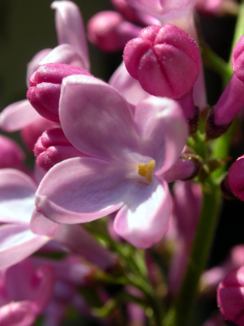 the pink flowers are in bloom, in a close up view