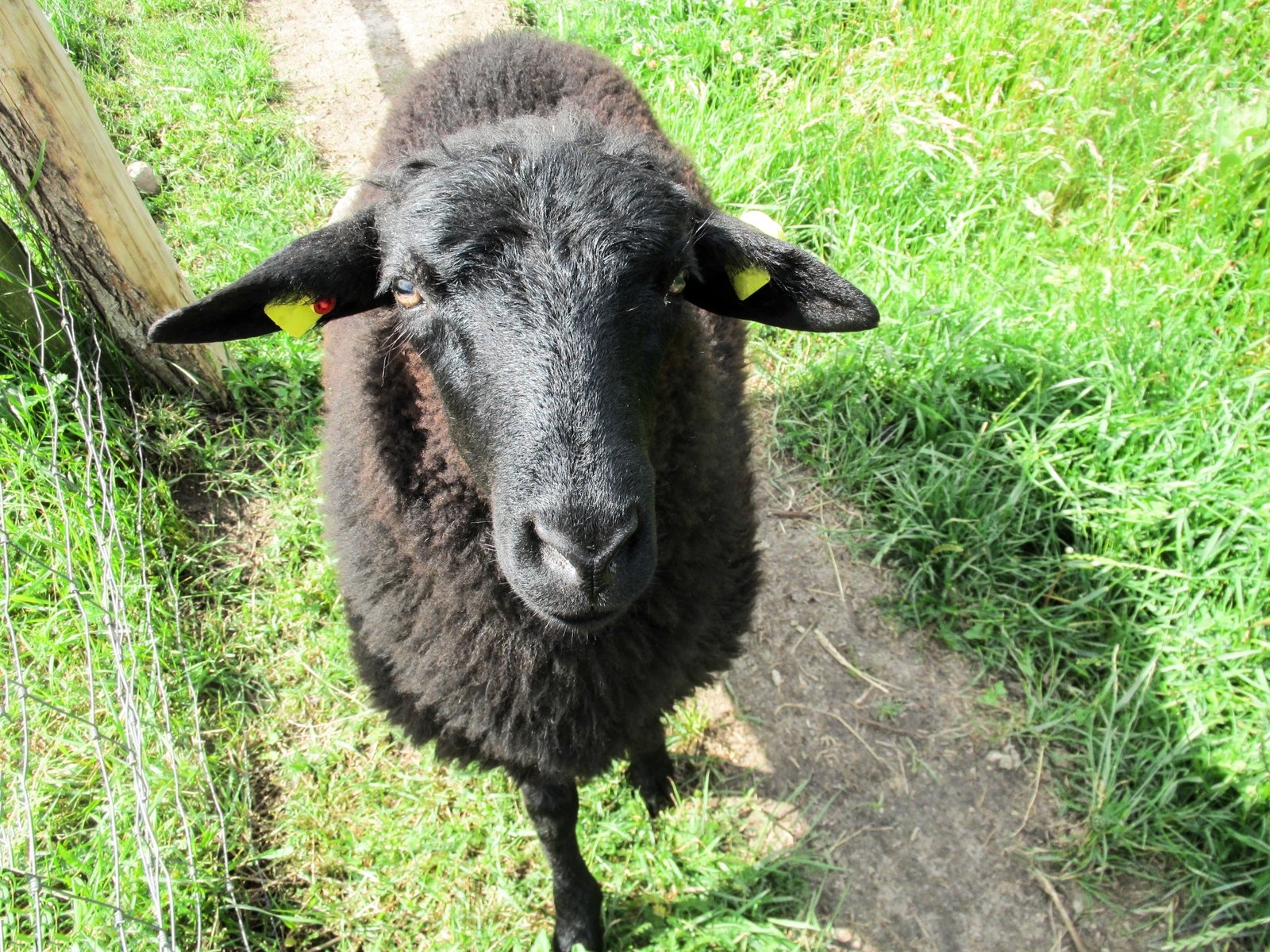 the sheep has large horns standing near a fence