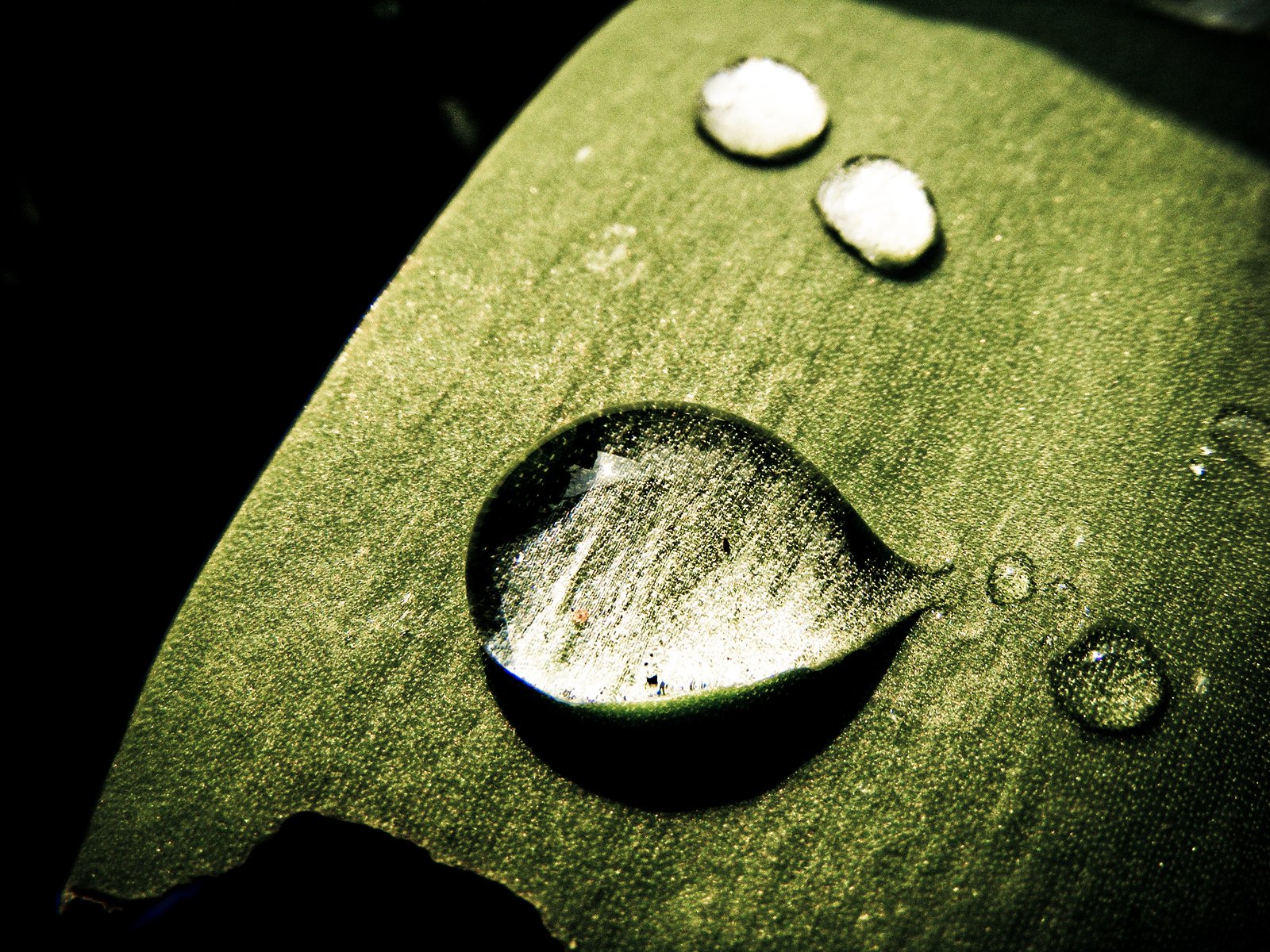 a water drop is on top of some green leaf