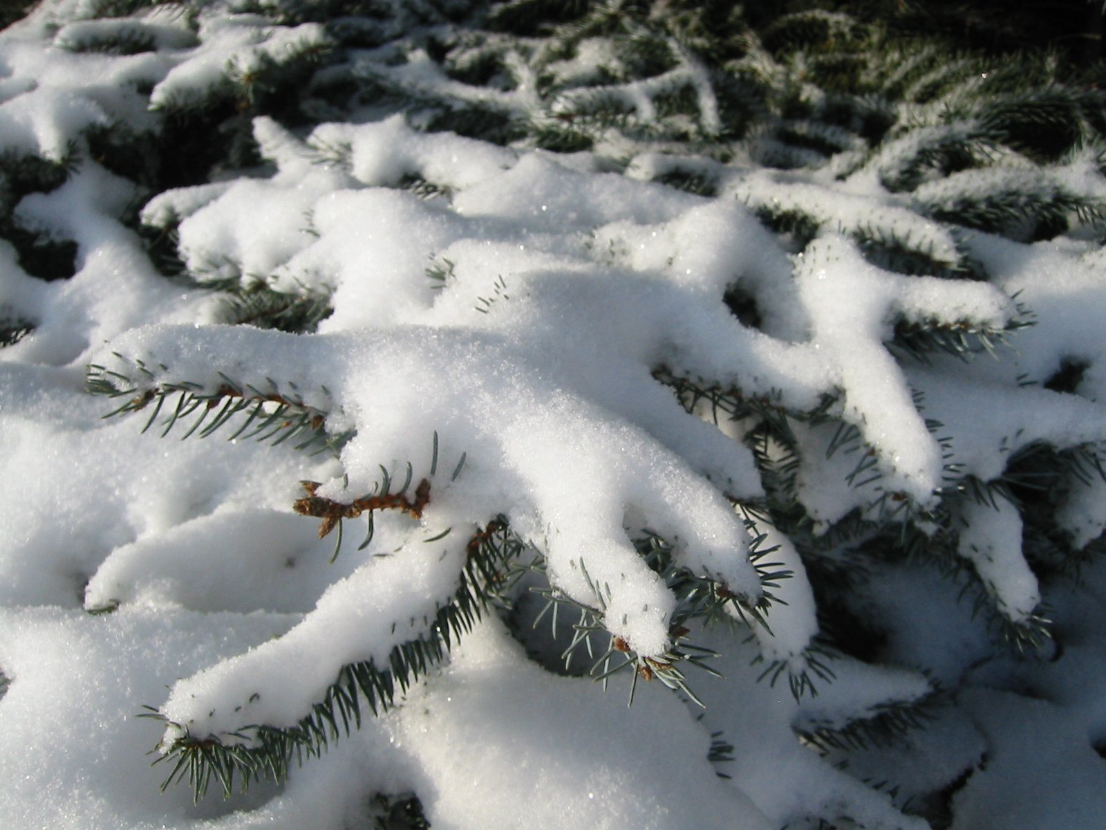 a very close up look at a snowy evergreen tree