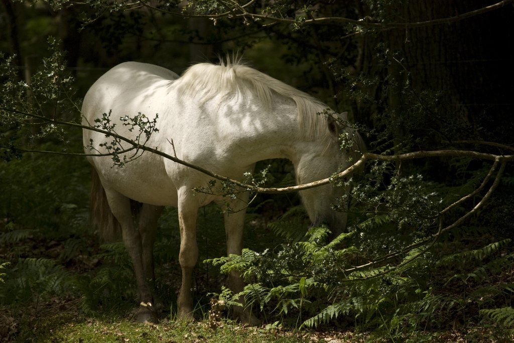 the horse is standing by some bushes and trees