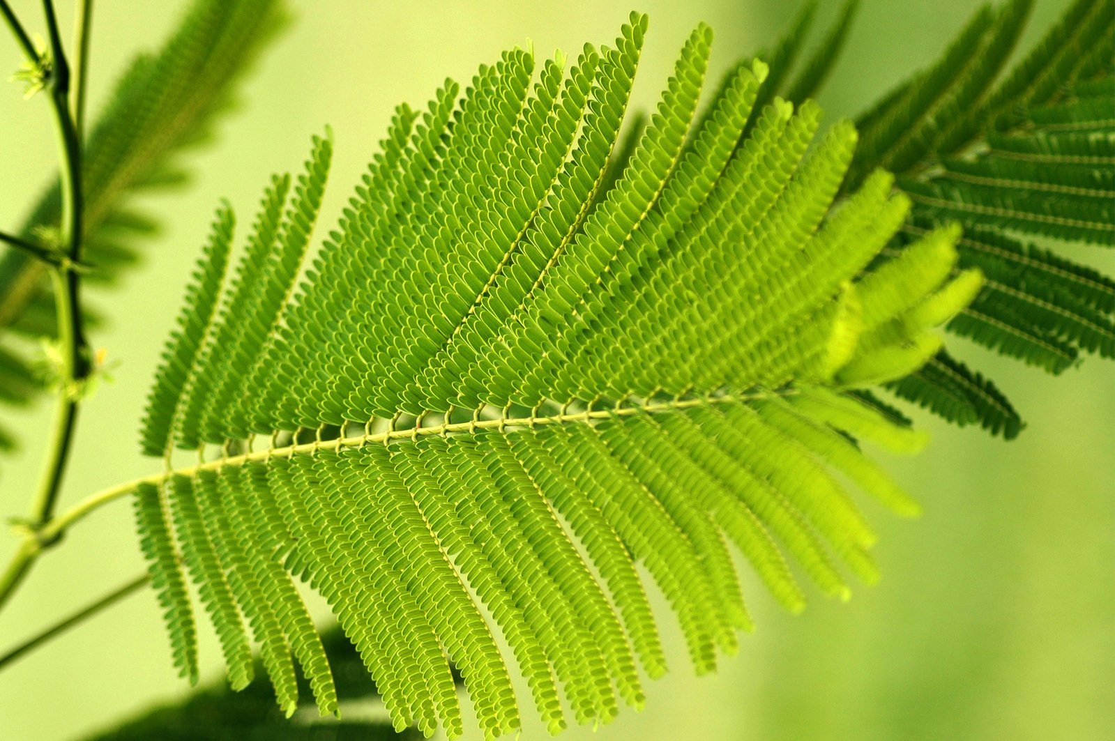 green leaf on the nch in front of green wall