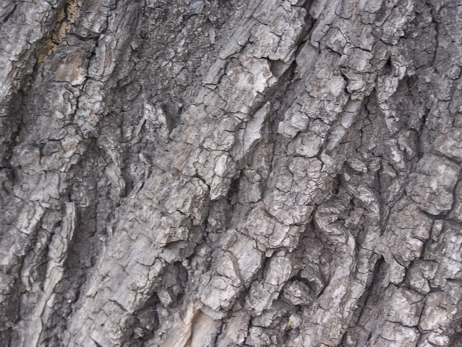 tree bark showing the brown - colored bark, and other thin, overlapping tree leaves
