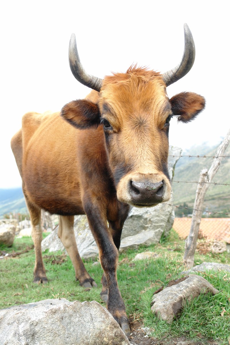 the cow is standing close to the rock