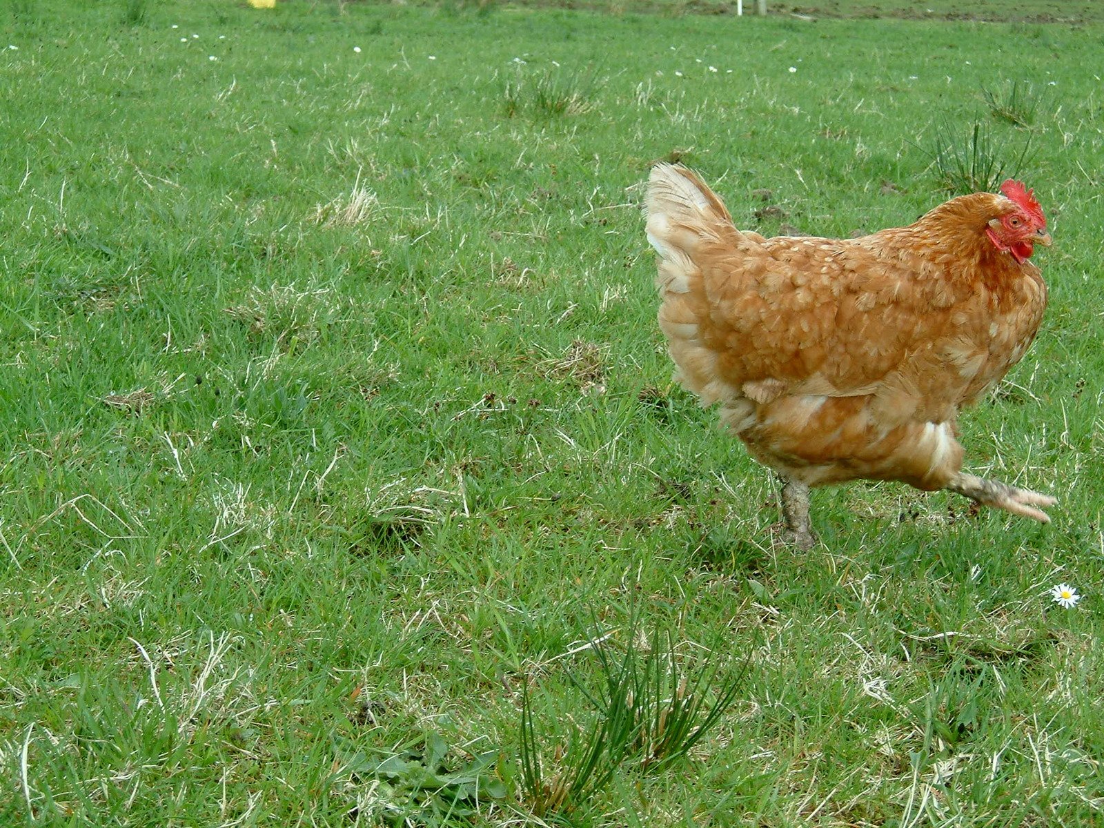 a chicken with red head and legs walks in a field
