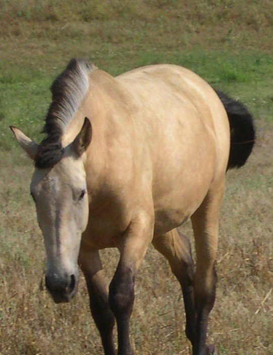 a horse walking in a field of dry grass
