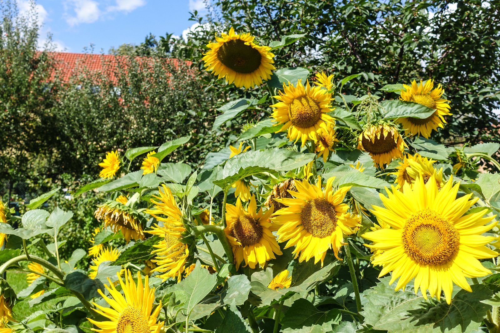 yellow sunflowers bloom in a field of green foliage