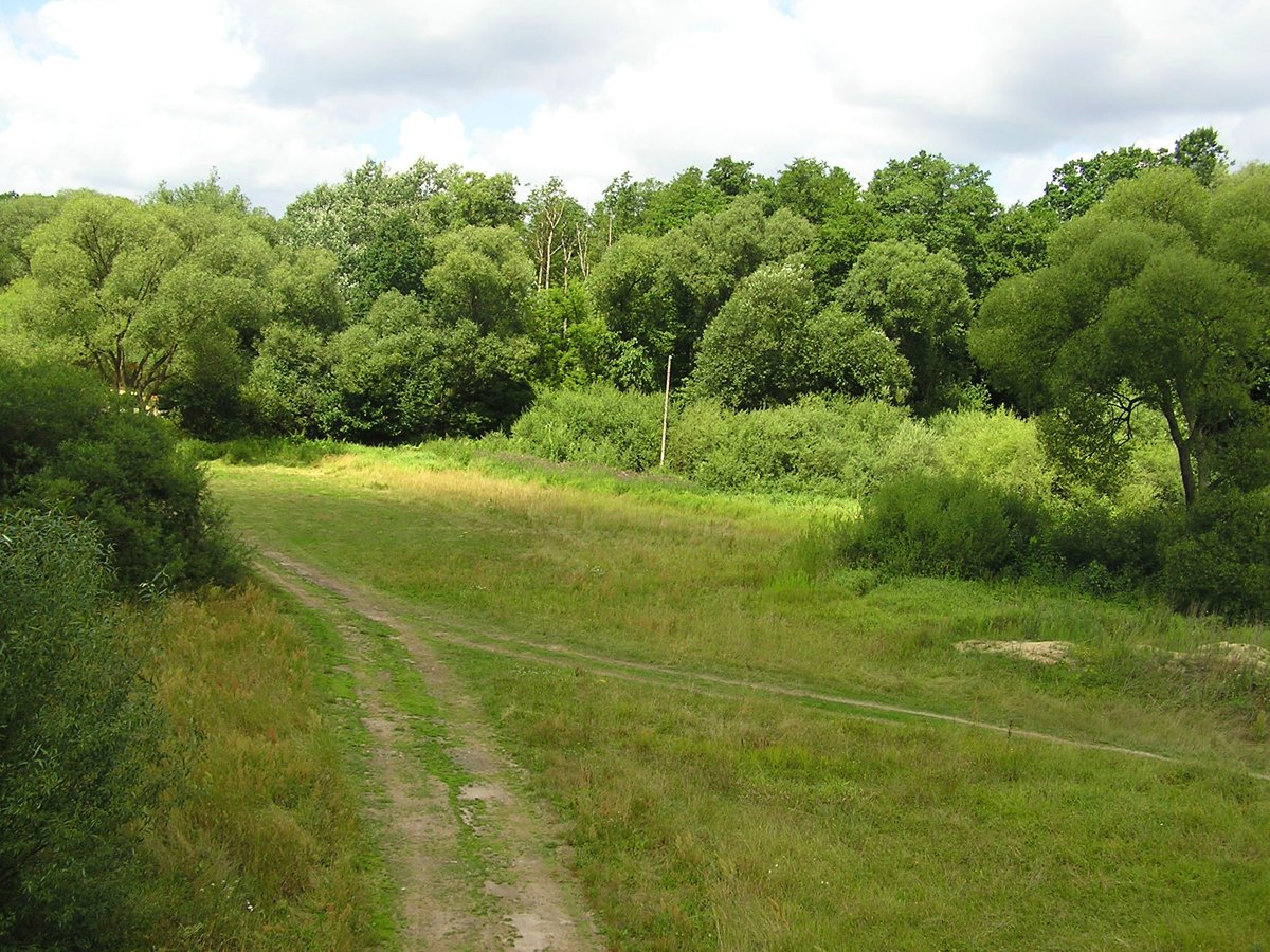 a path leads down to a field with trees on either side