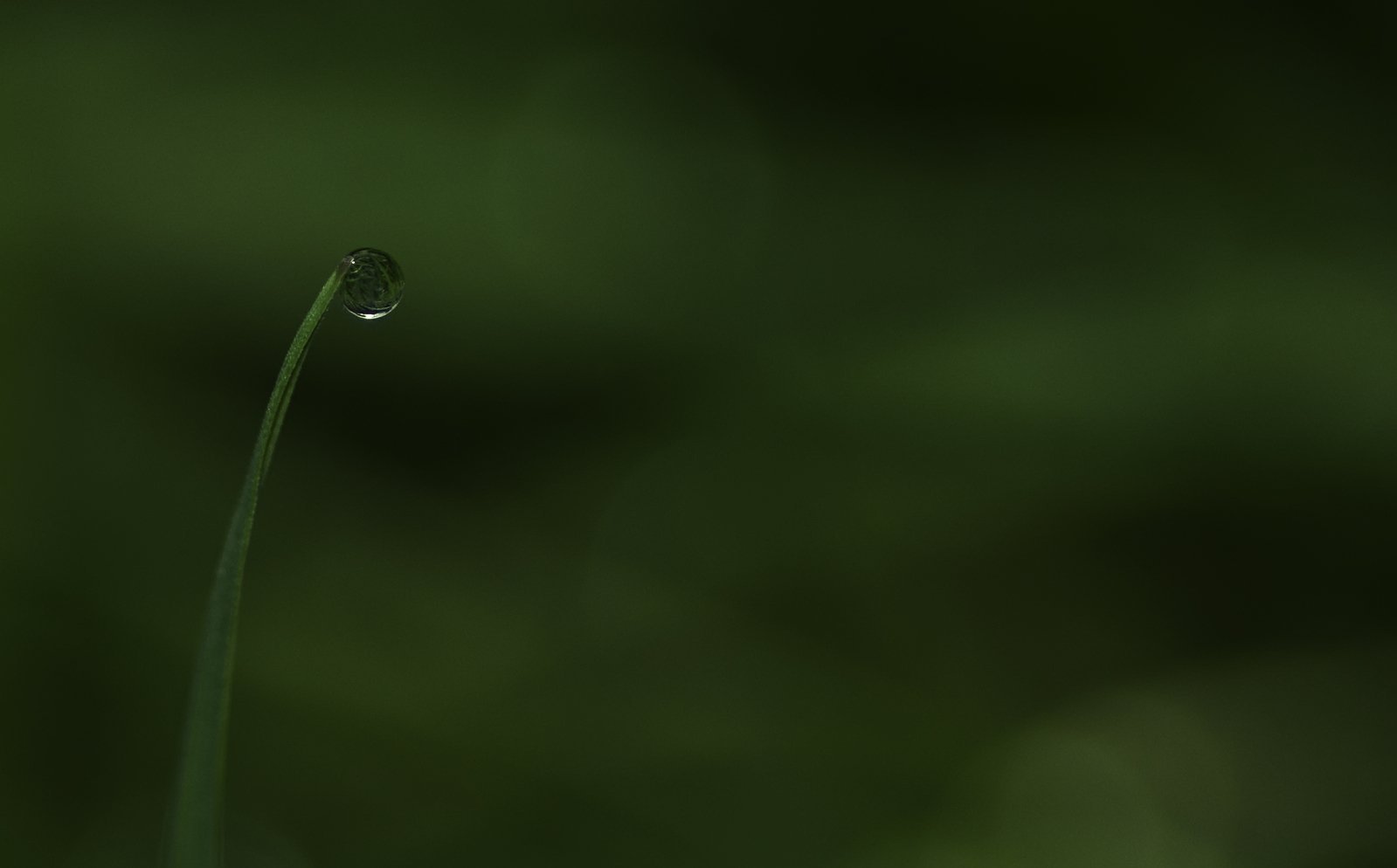 the drop is sitting on top of the grass