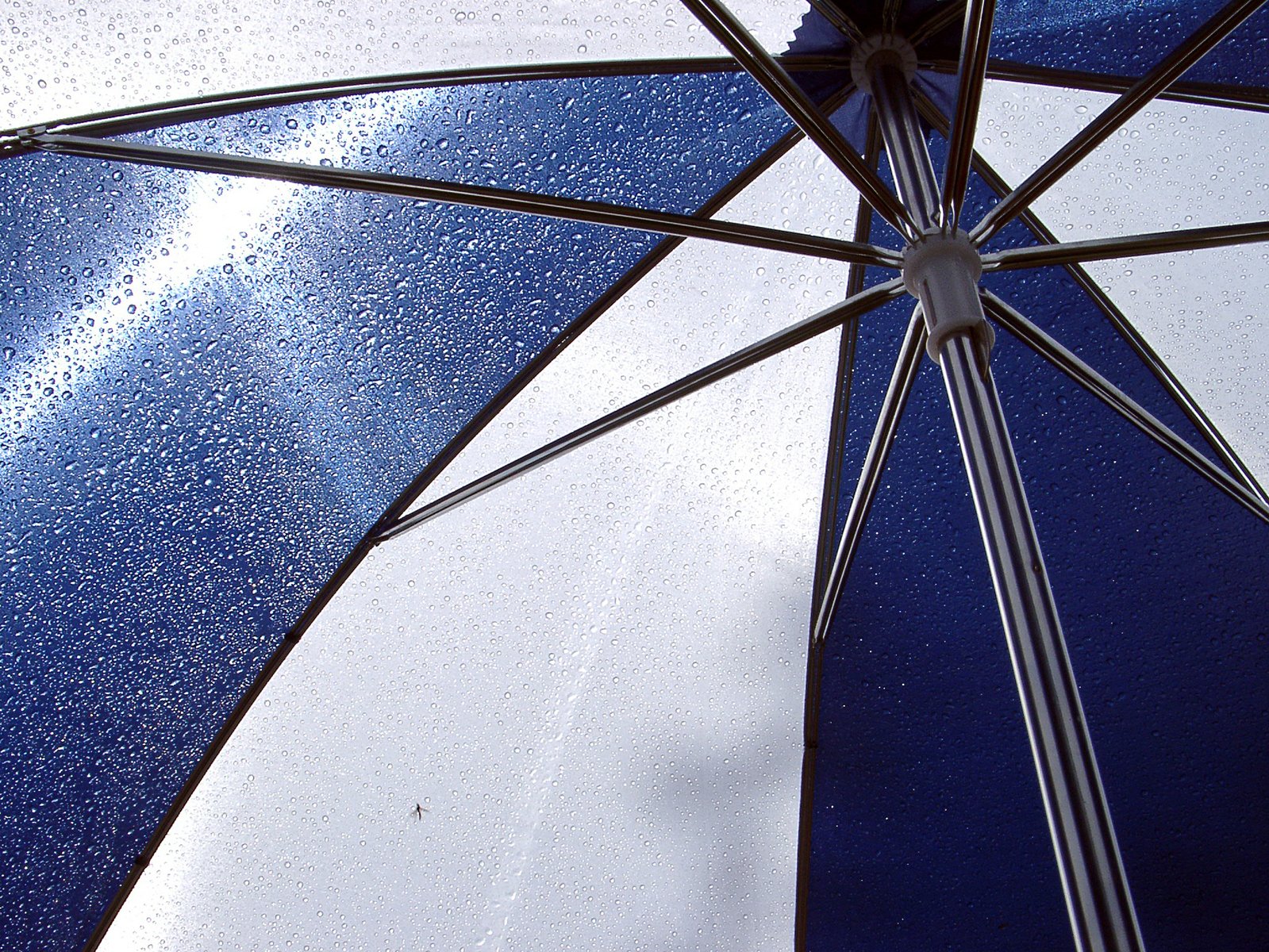 blue and white umbrella with small splashes of water