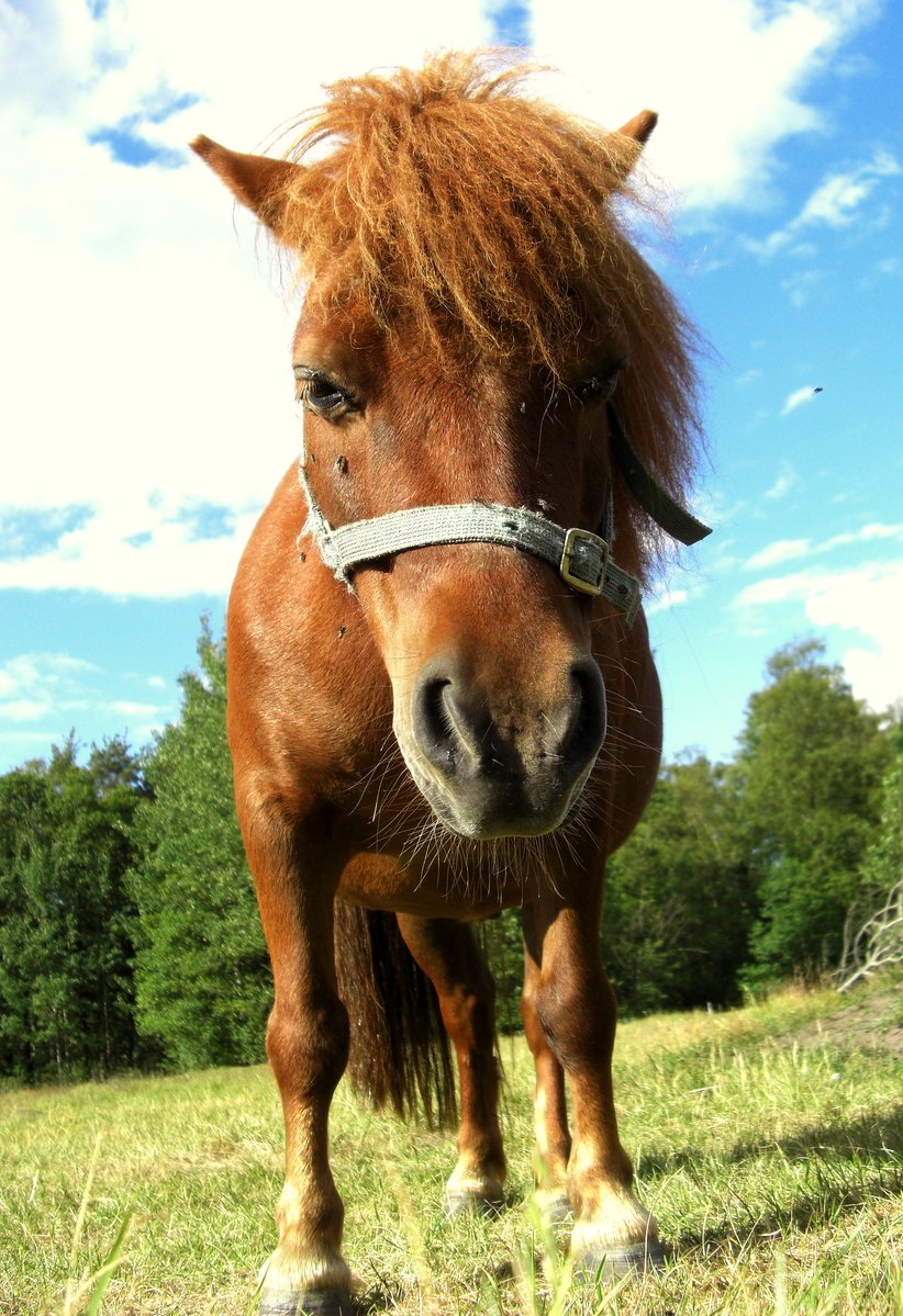 a large horse with very hairy hair is standing in the grass
