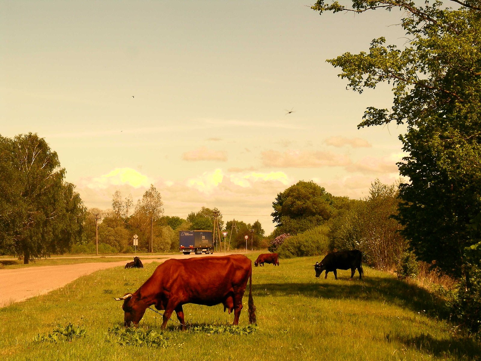 cows are standing in the grass next to a road