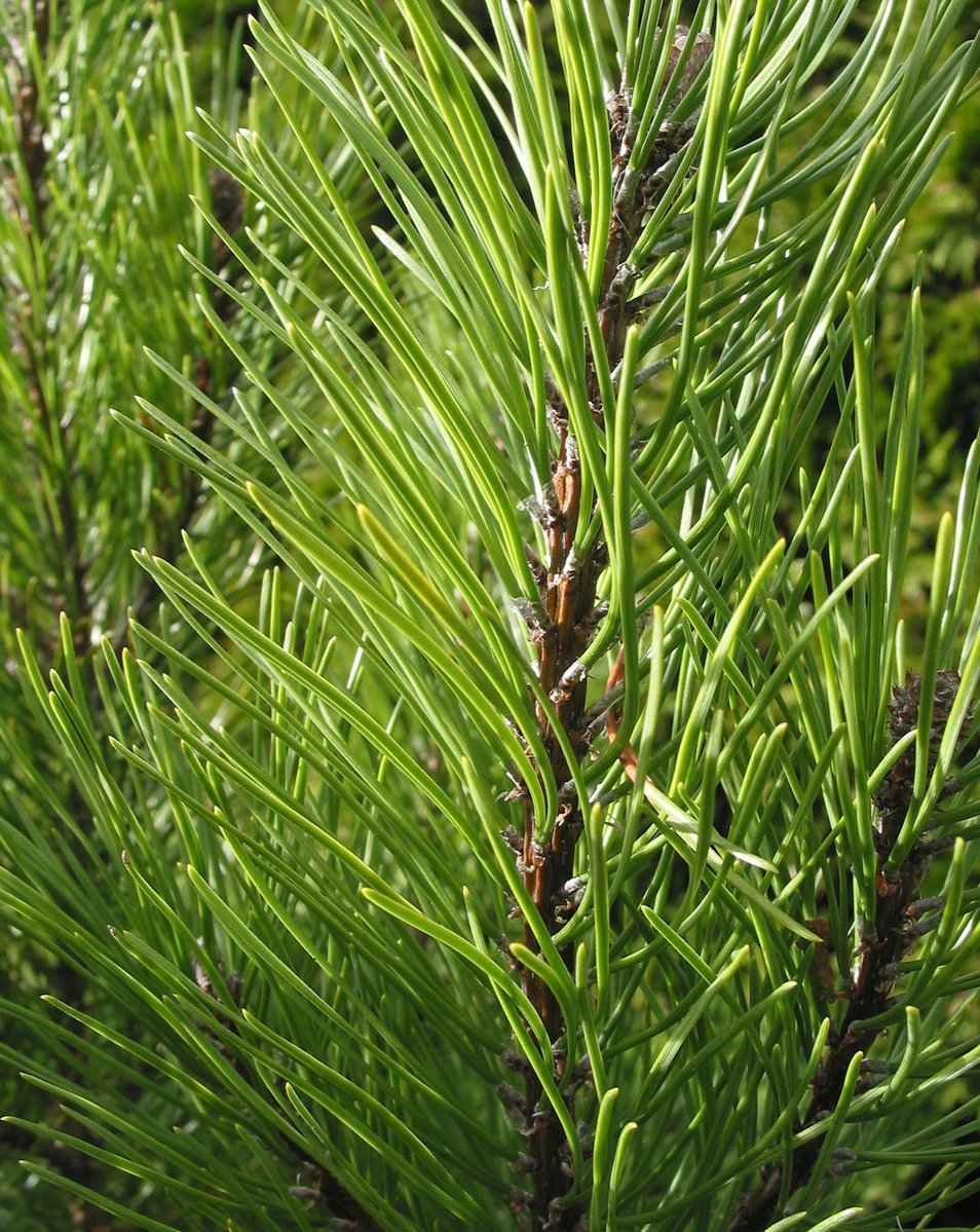 close up of the needles and leaves of a pine tree