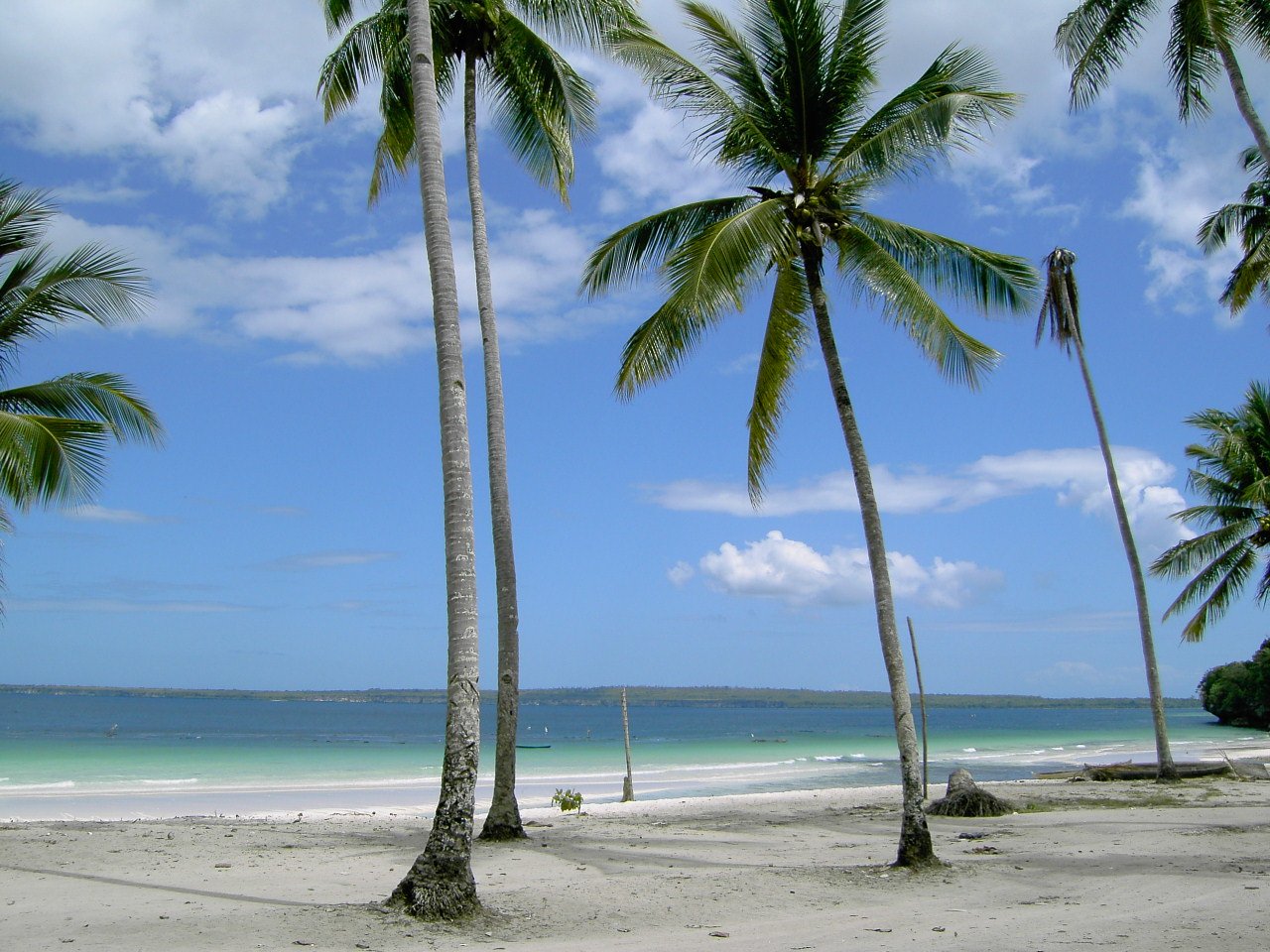a white beach with palm trees in the foreground