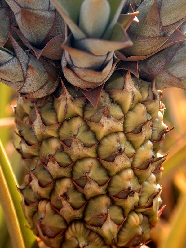 the plant is growing on the top of the pineapple