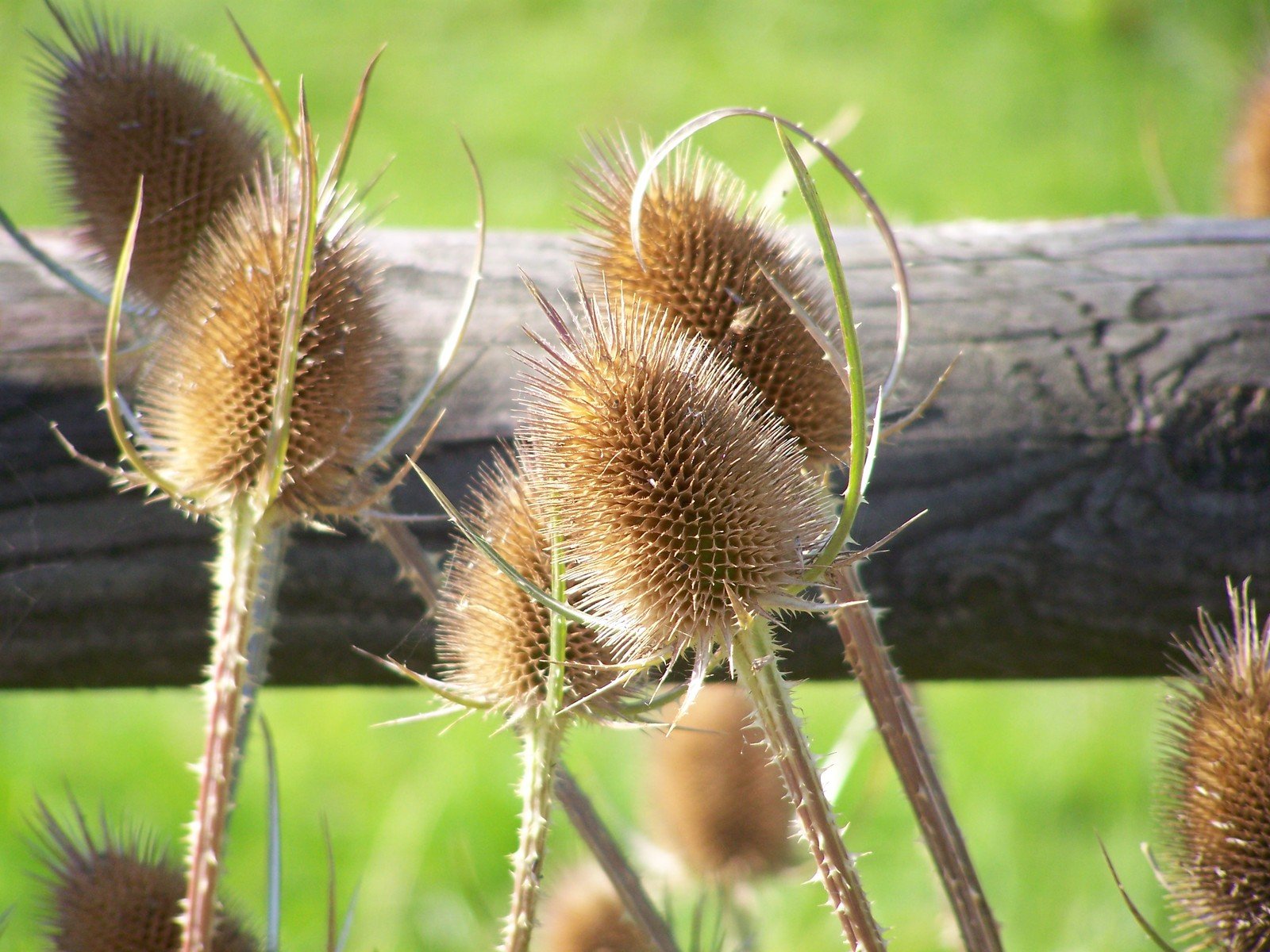 some plant like type thing next to a fence