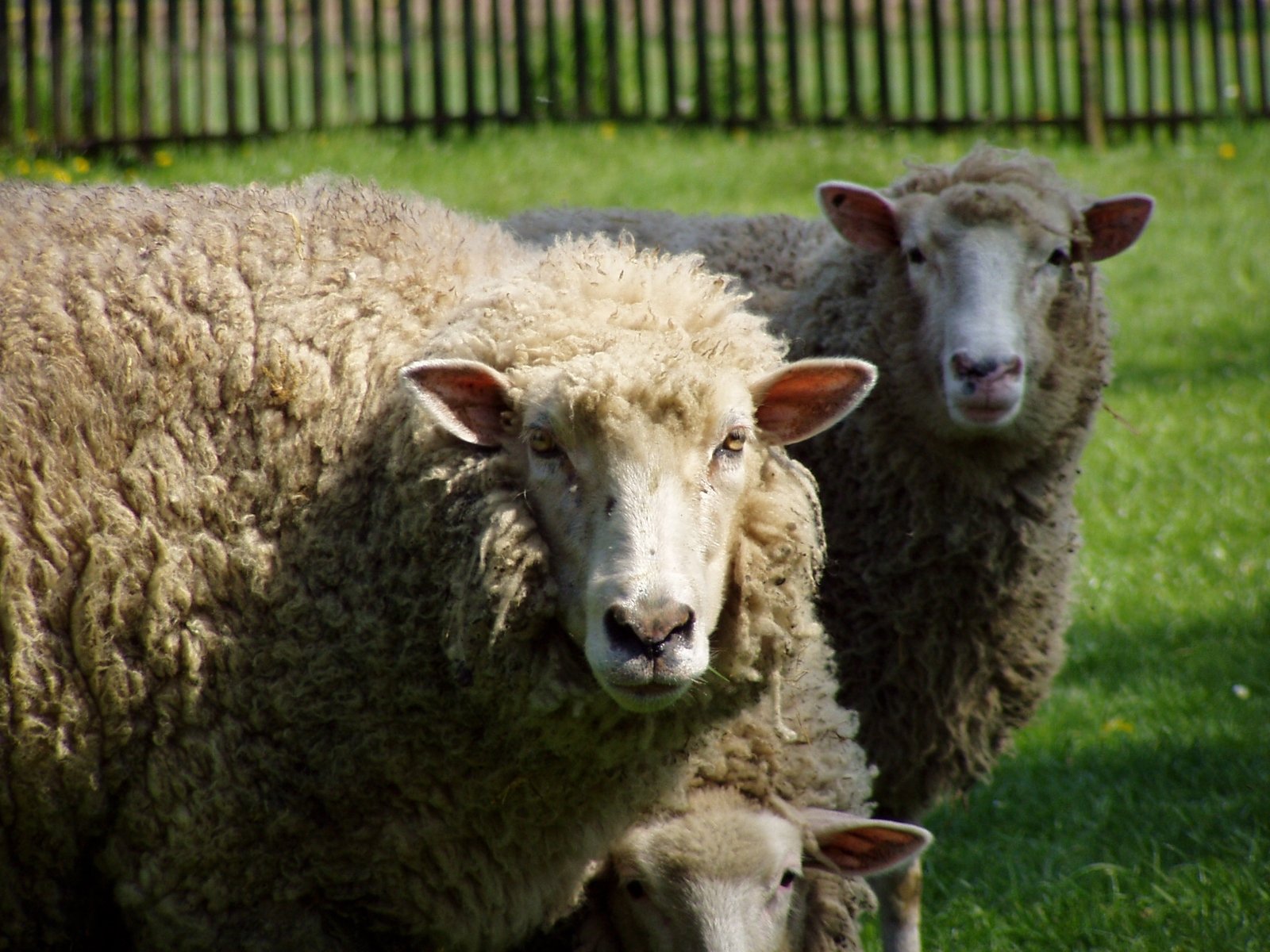 two sheep are standing in a green field