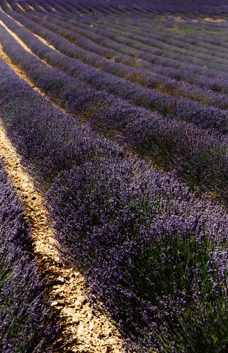 a lone street in the middle of an area with a lot of lavender plants