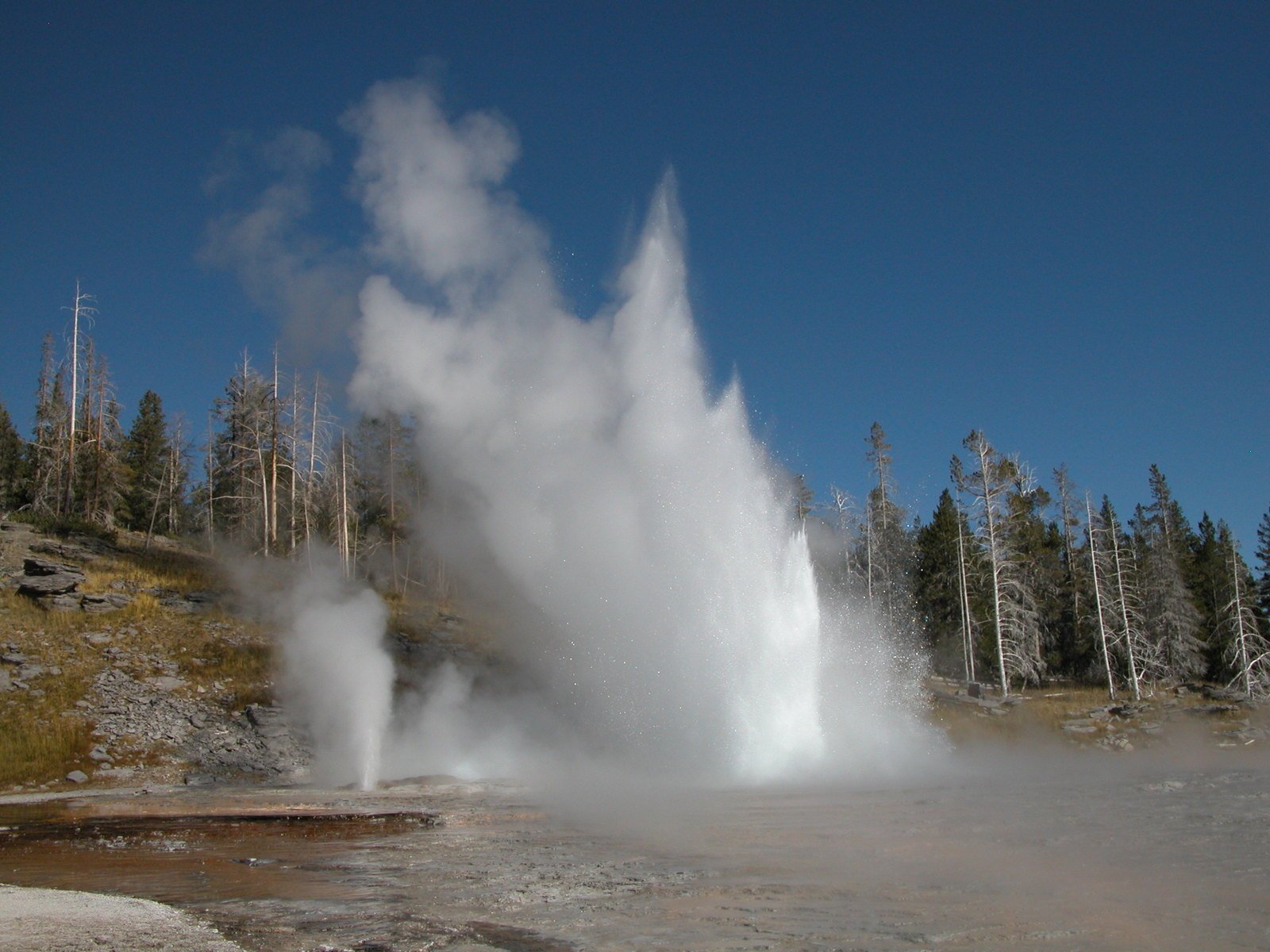 a geyser in the foreground surrounded by some trees