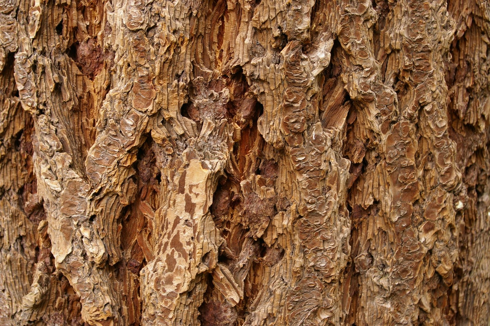 an up close of the bark of a tree