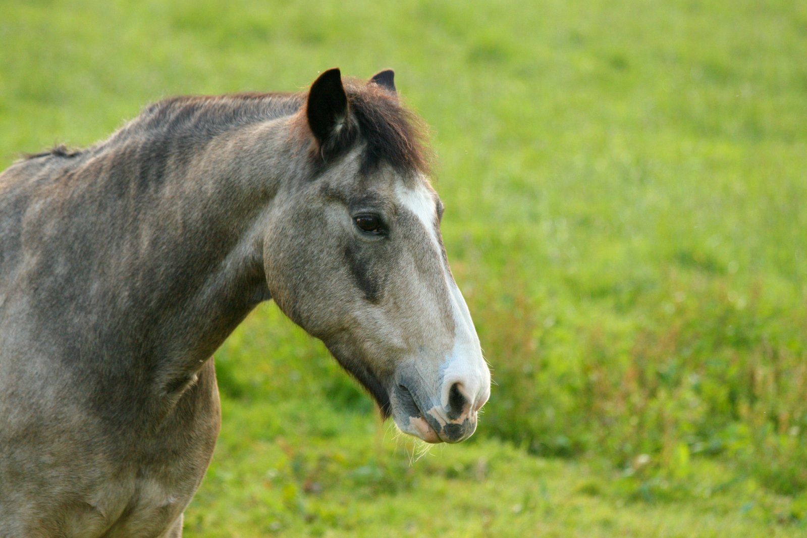 a horse with dark mane and brown eyes standing in the grass