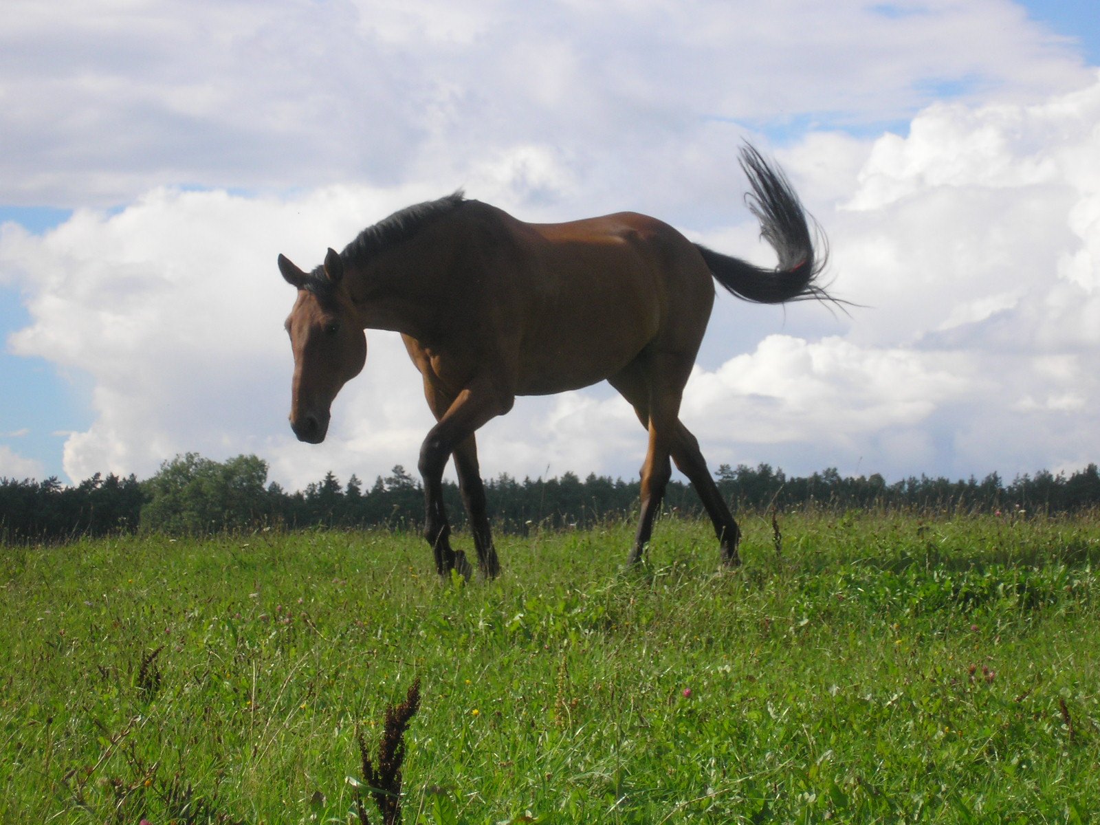 a horse is running through the grass field