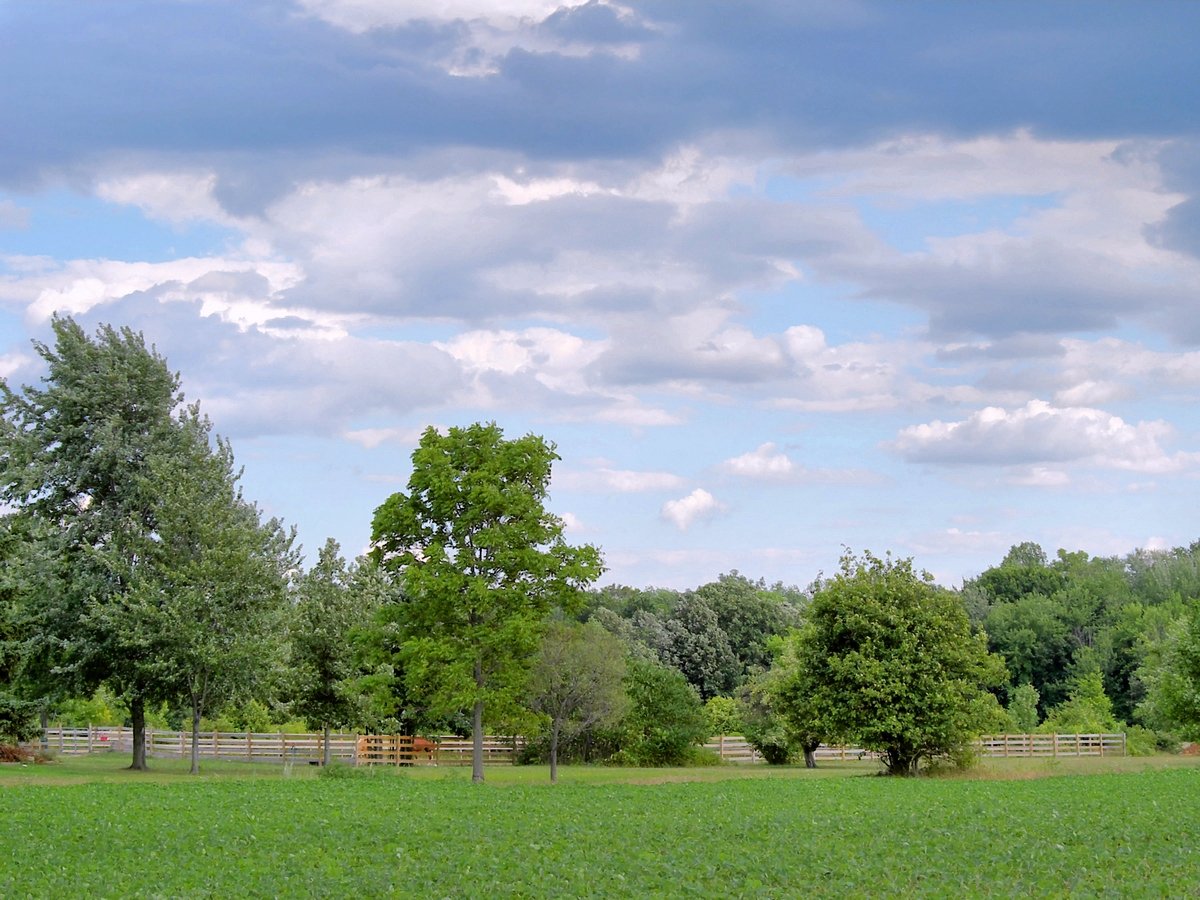 trees in a field with cloudy sky in the background