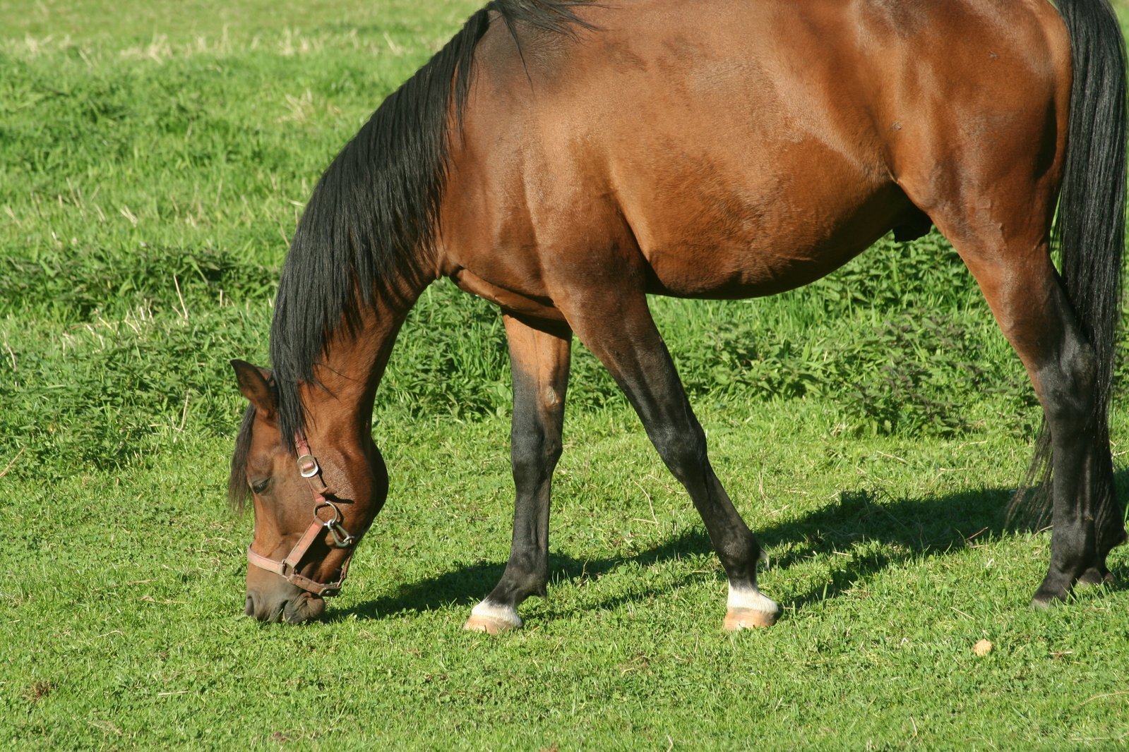 a horse grazes on grass in the pasture