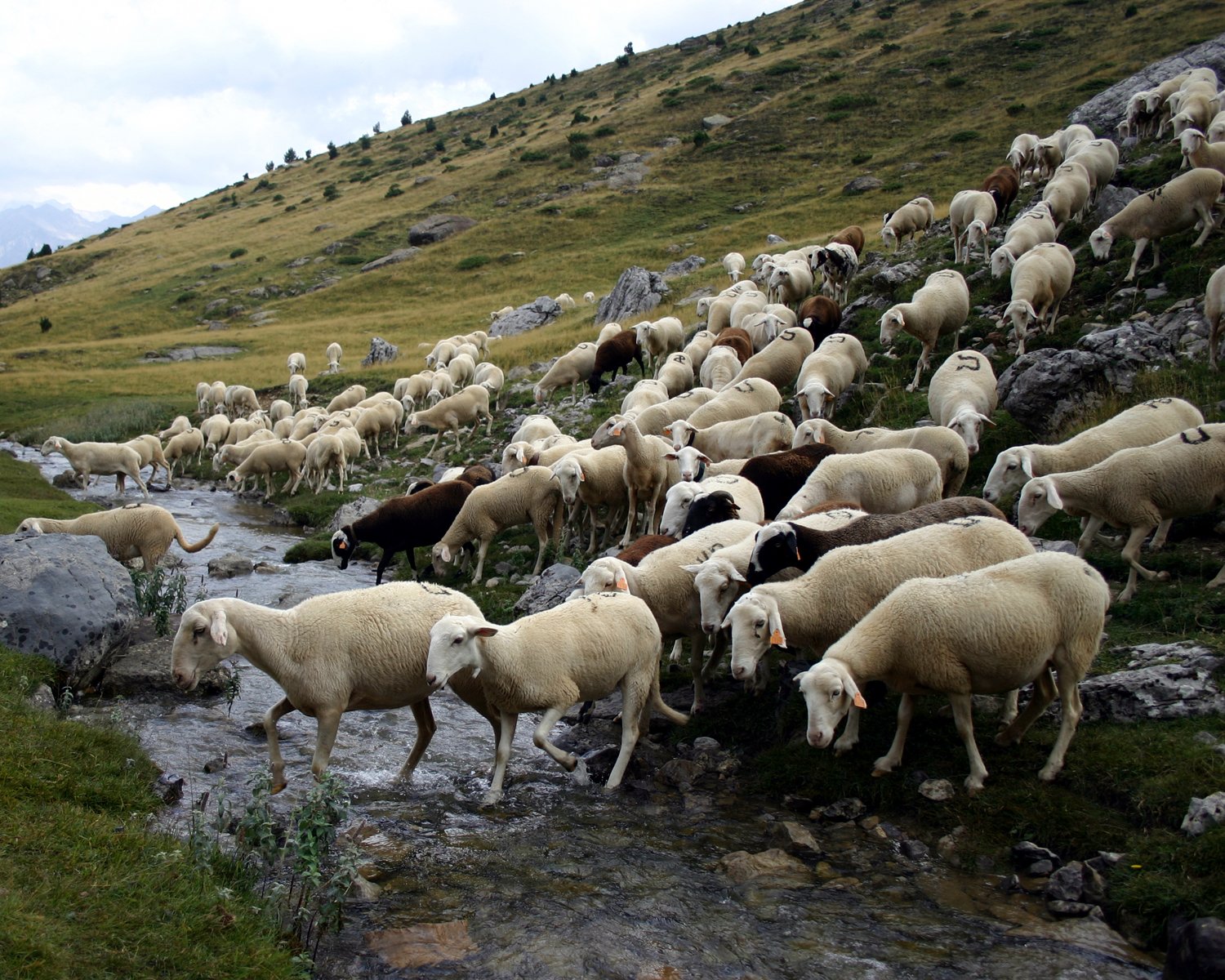 many sheep walking up a hill and down a small stream