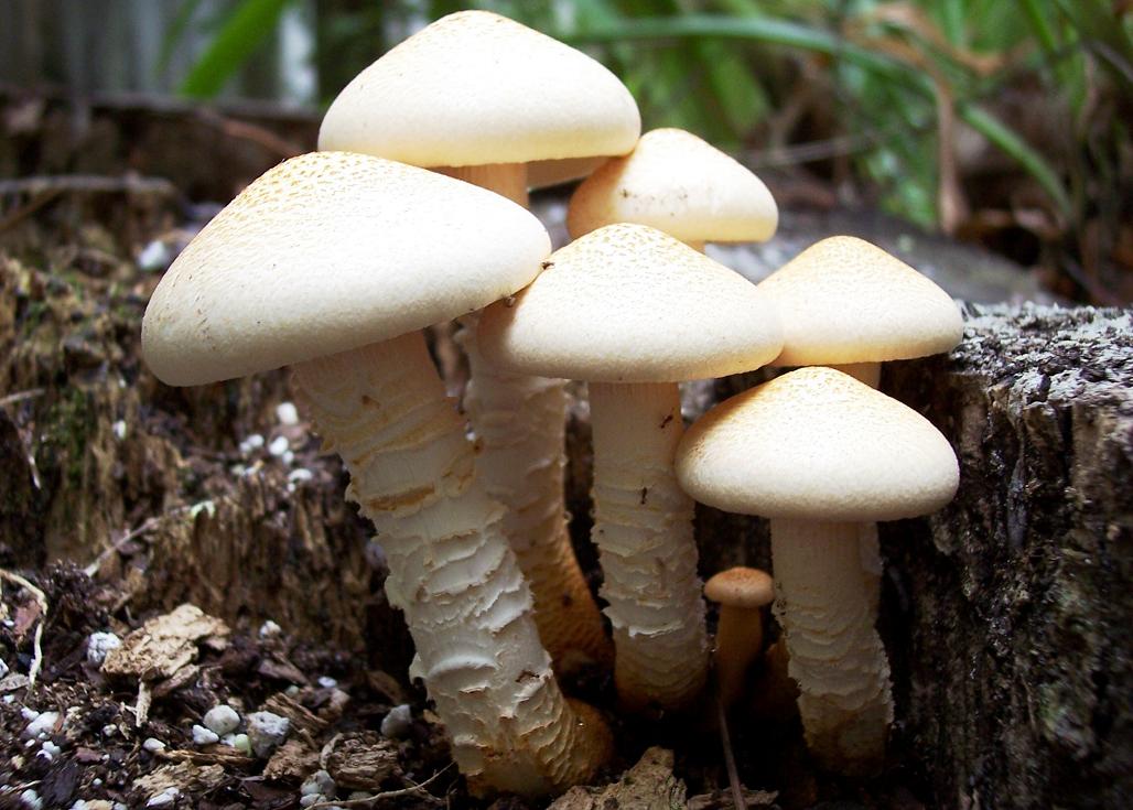 a group of mushrooms on the ground in a forest