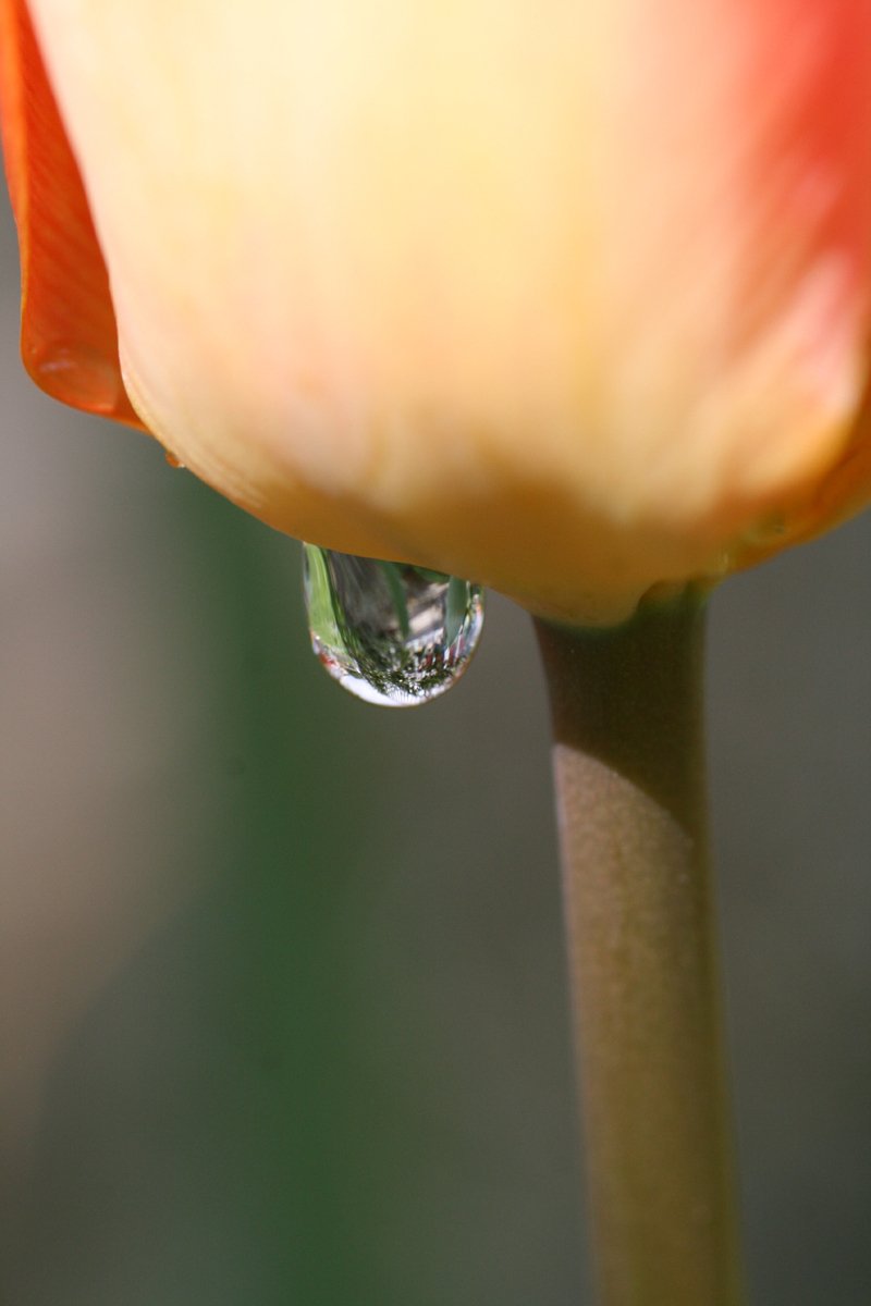 a single drop of water on top of a flower