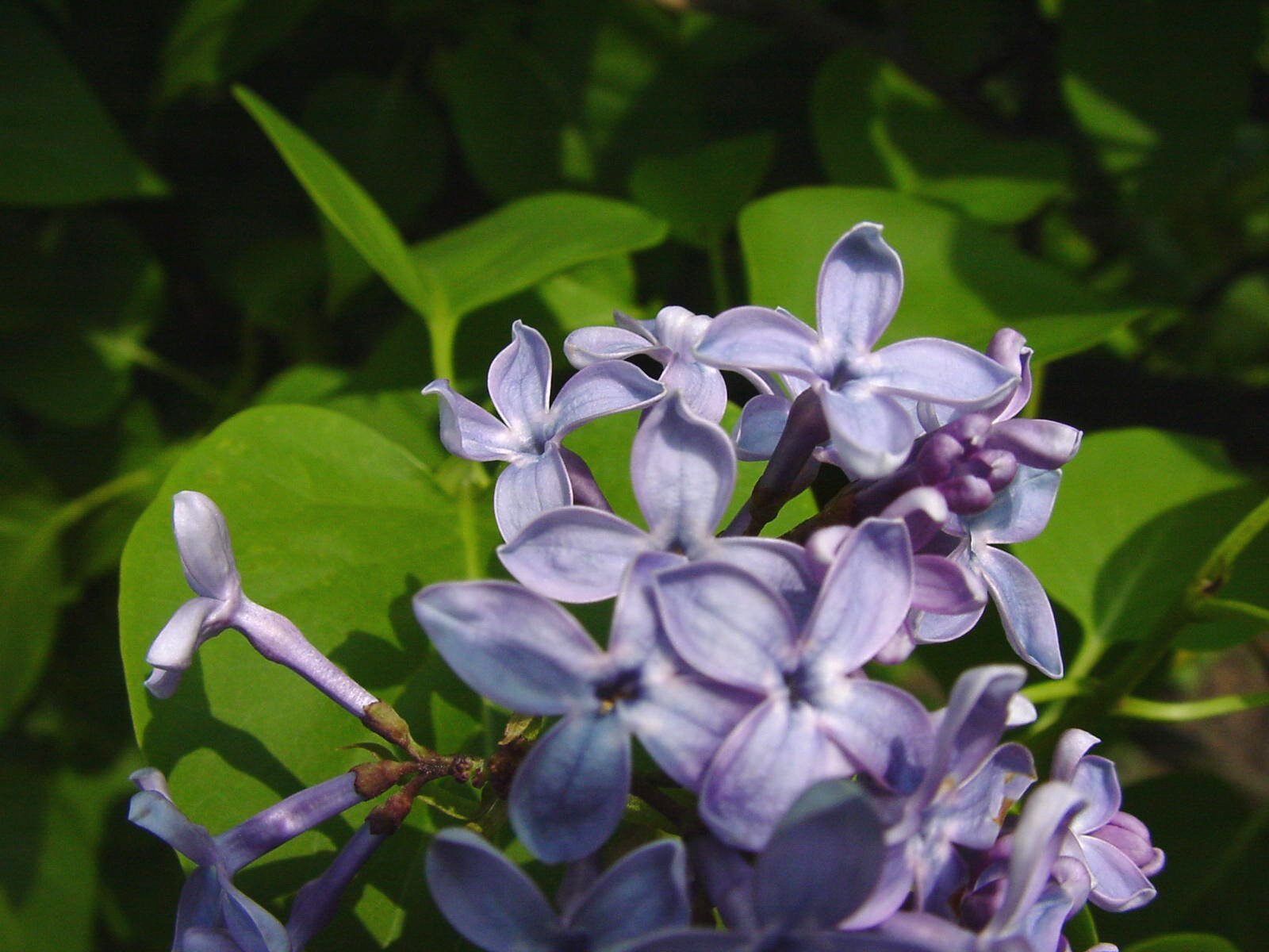 a closeup image of a cluster of flowers